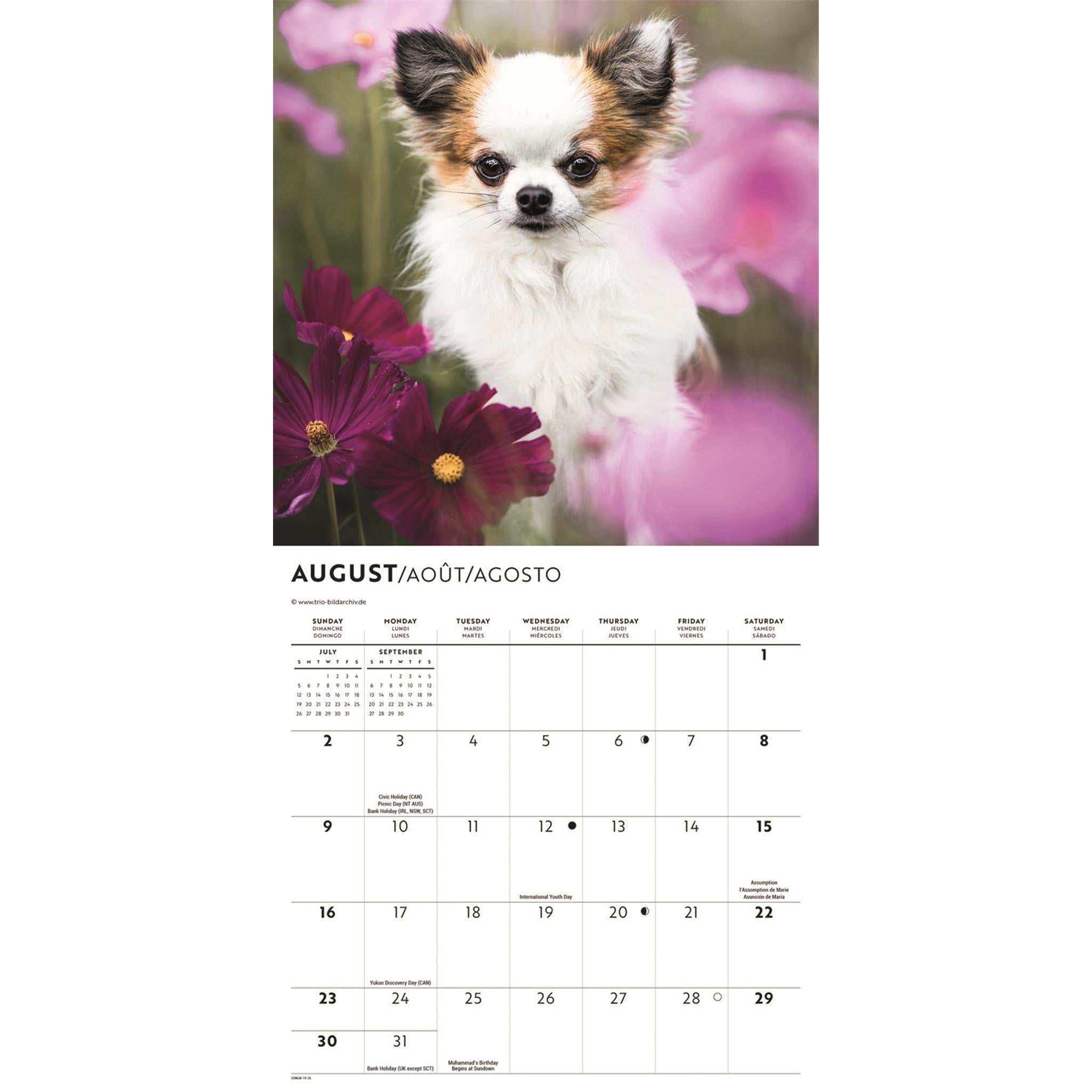 Mini calendrier des chiots Chihuahua 2026