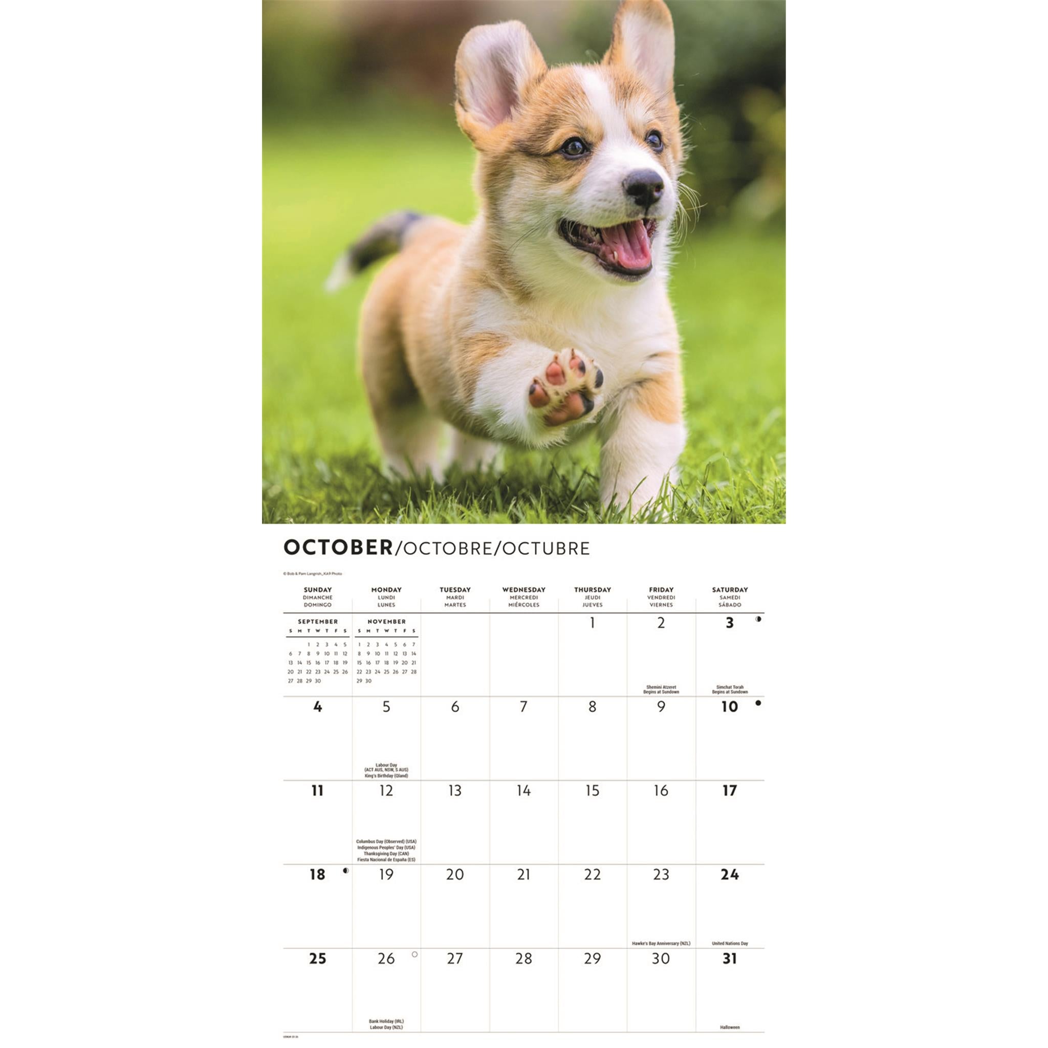 Corgi Puppies 2026 Wall Calendar