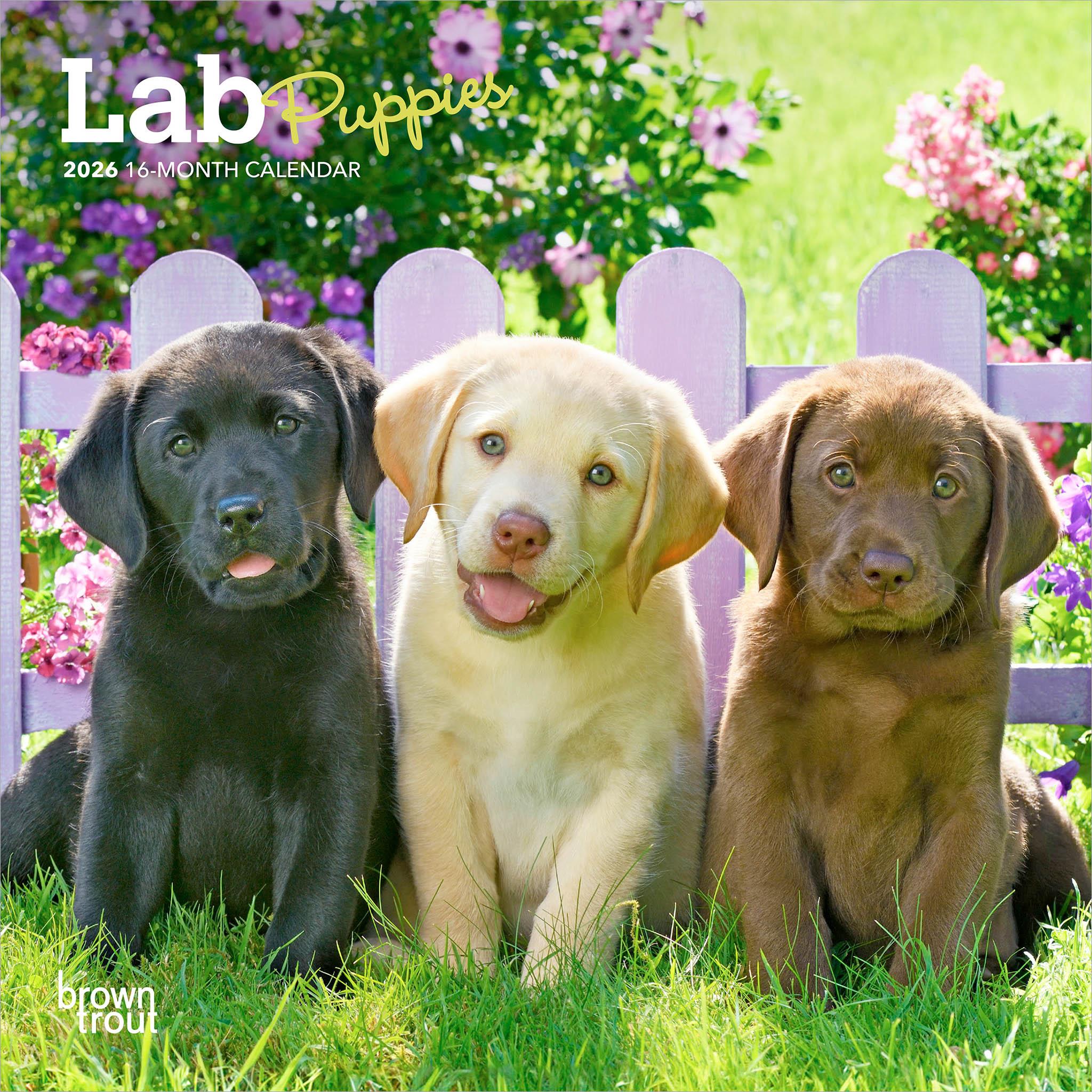 Mini calendrier des chiots Labrador 2026
