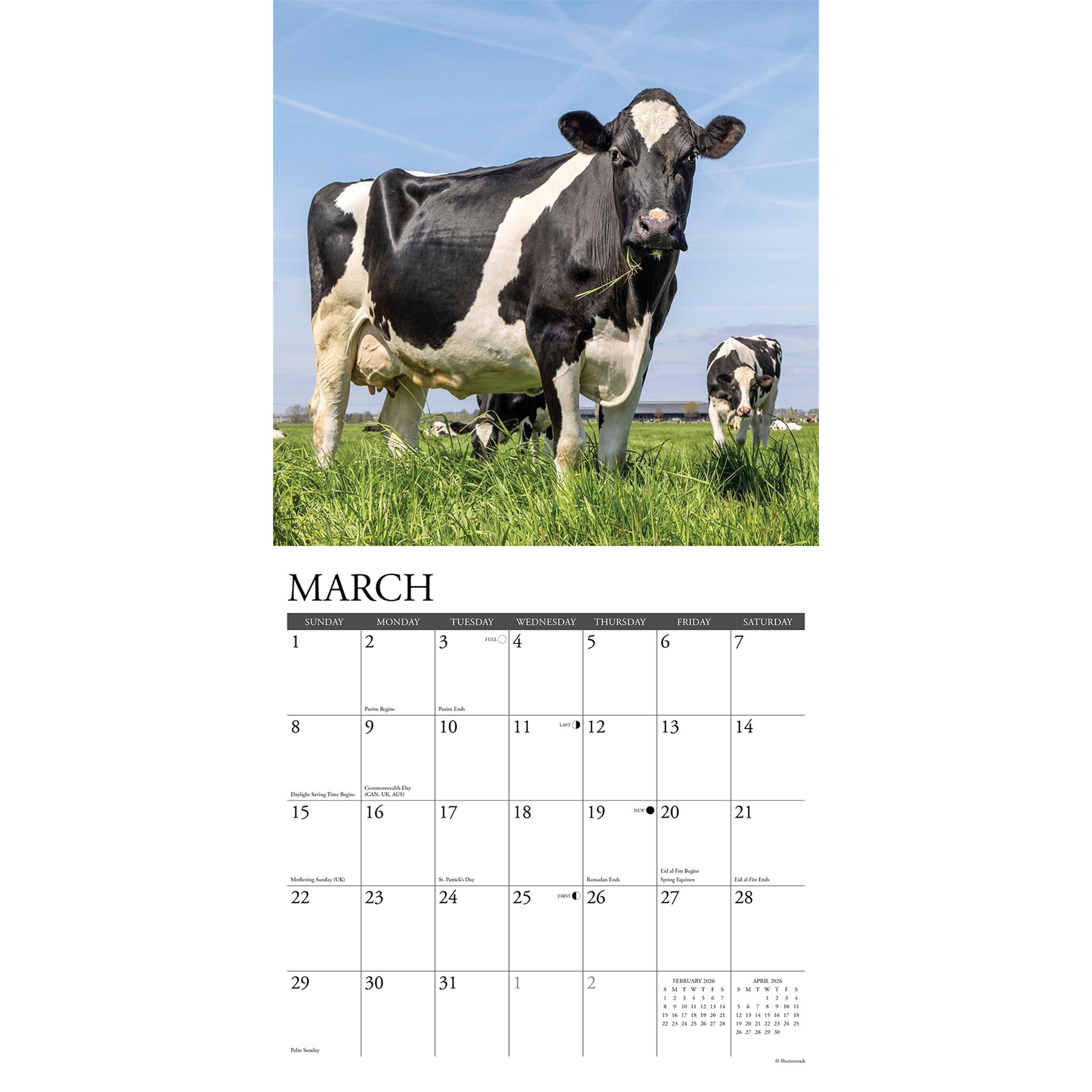 Calendrier mural Just Cows 2026