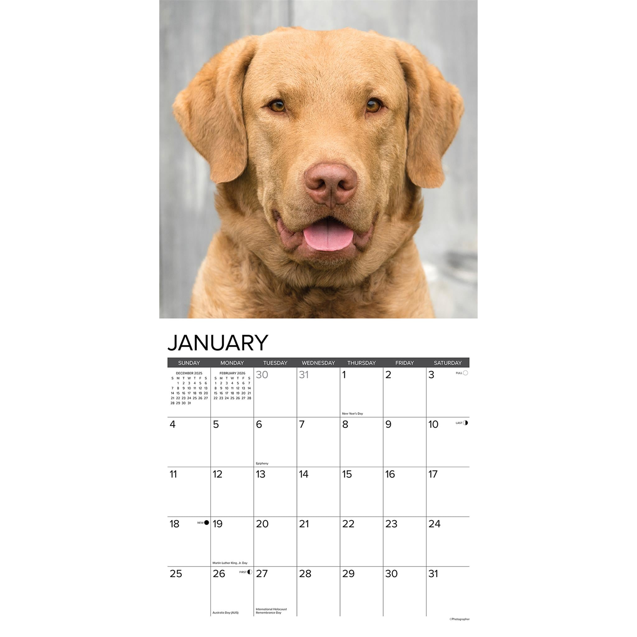 Chesapeake Bay Retrievers 2026 Just Wall Calendar