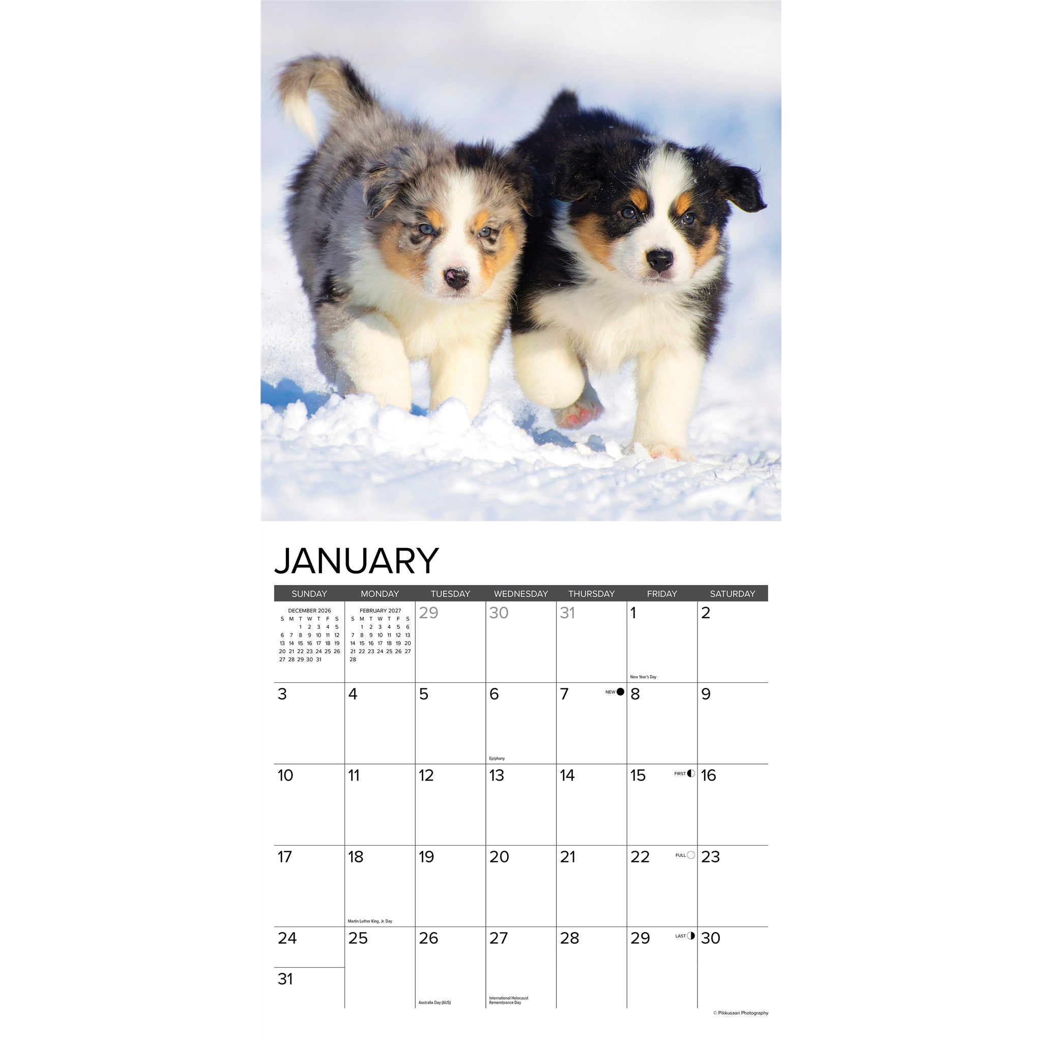 Australian Shepherd Puppies 2027 Wall Calendar