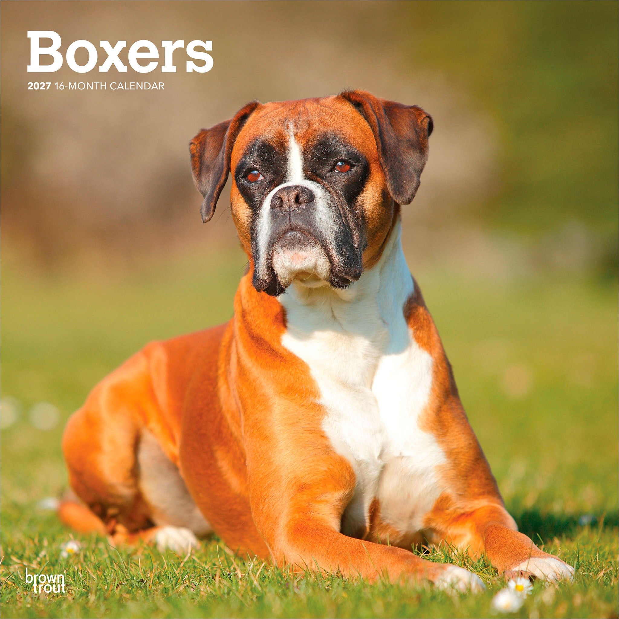 Boxers International 2027 Wall Calendar
