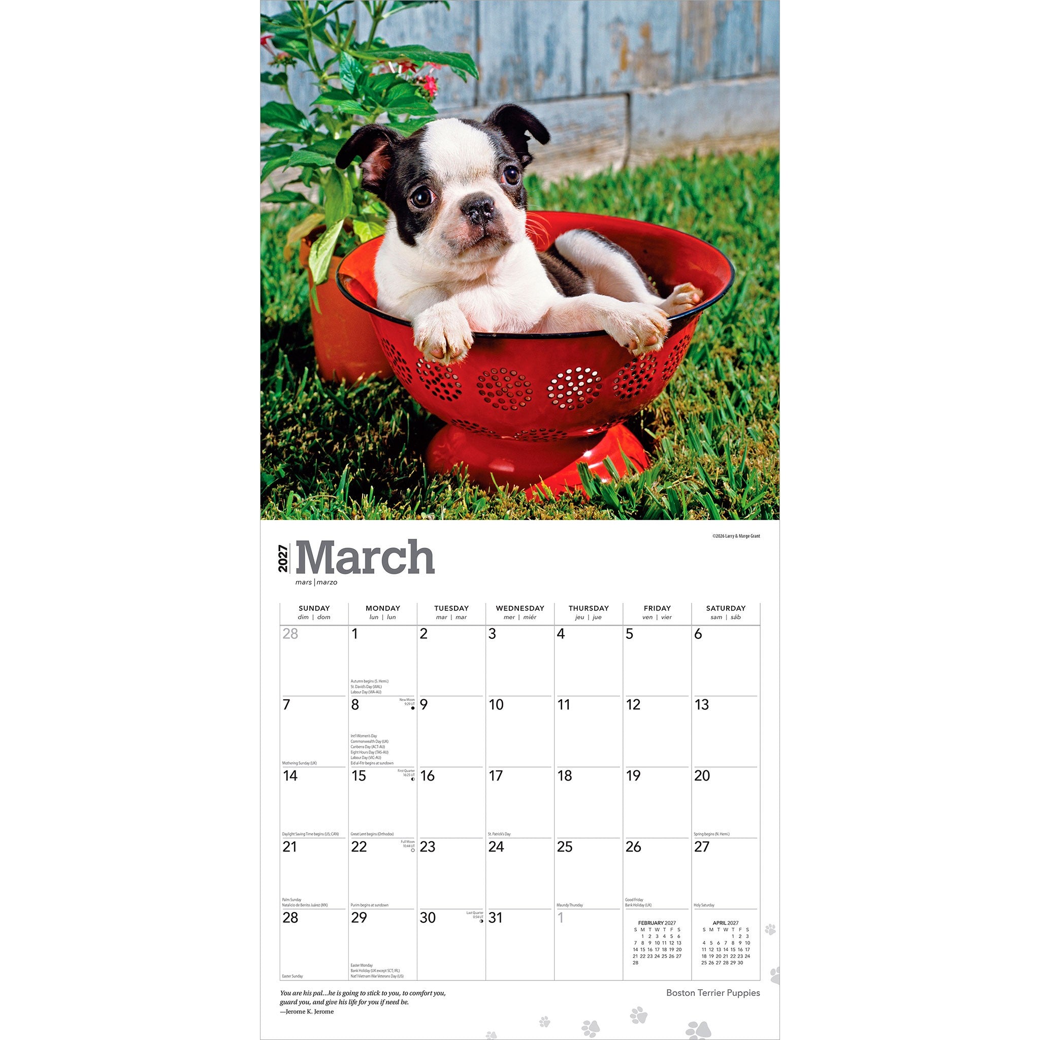 Boston Terrier Puppies 2027 Wall Calendar - Online Only