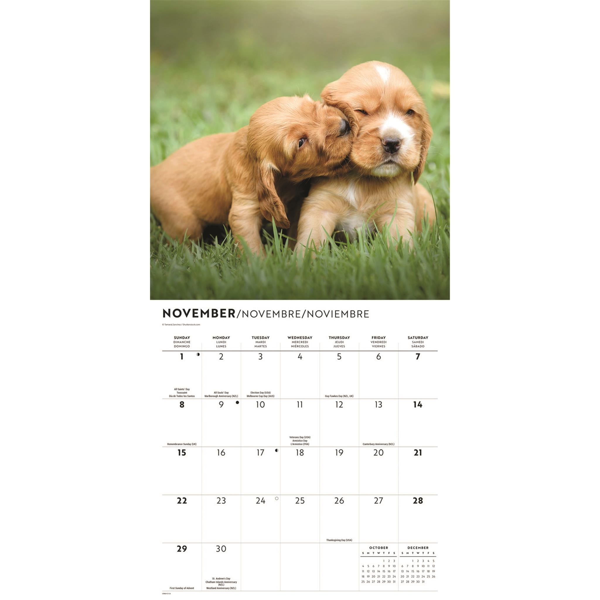 Puppy Love 2026 Wall Calendar