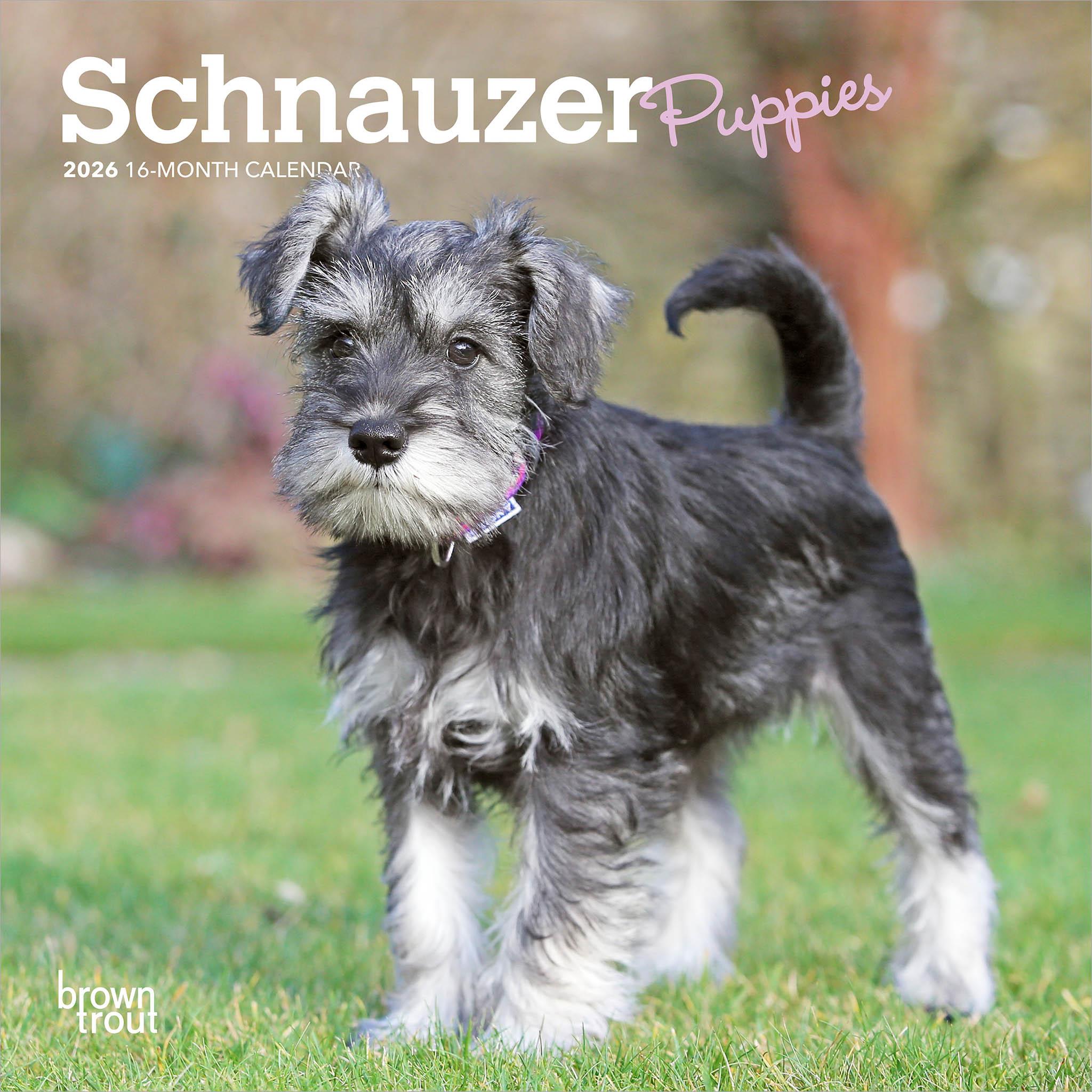 Mini calendrier des chiots Schnauzer 2026