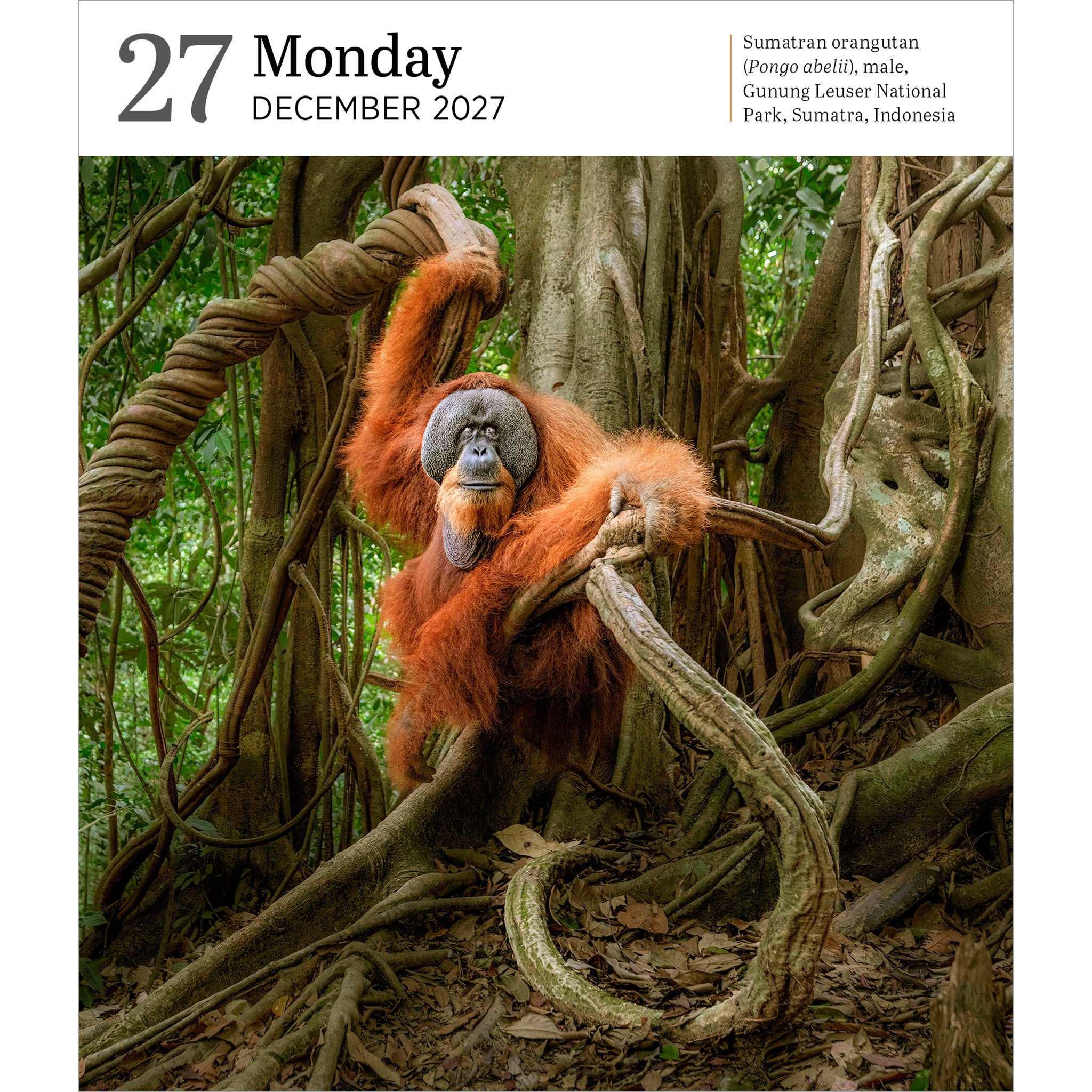 Audubon Nature Gallery 2027 Box Calendar