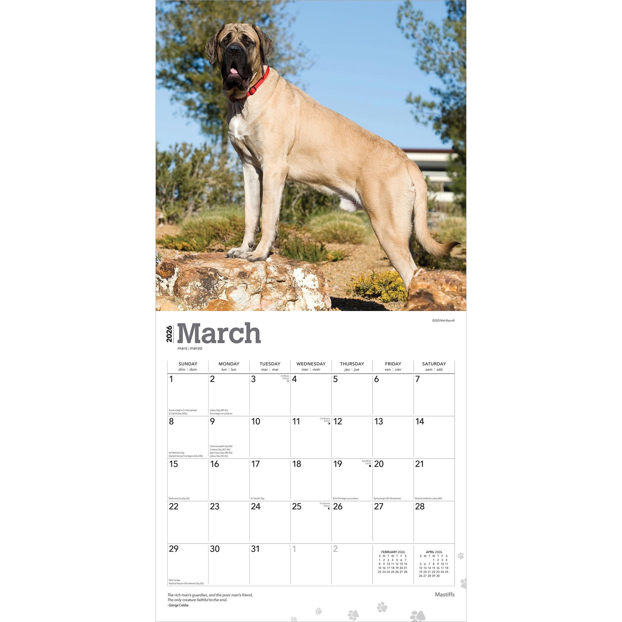 Mastiffs 2026 Wall Calendar