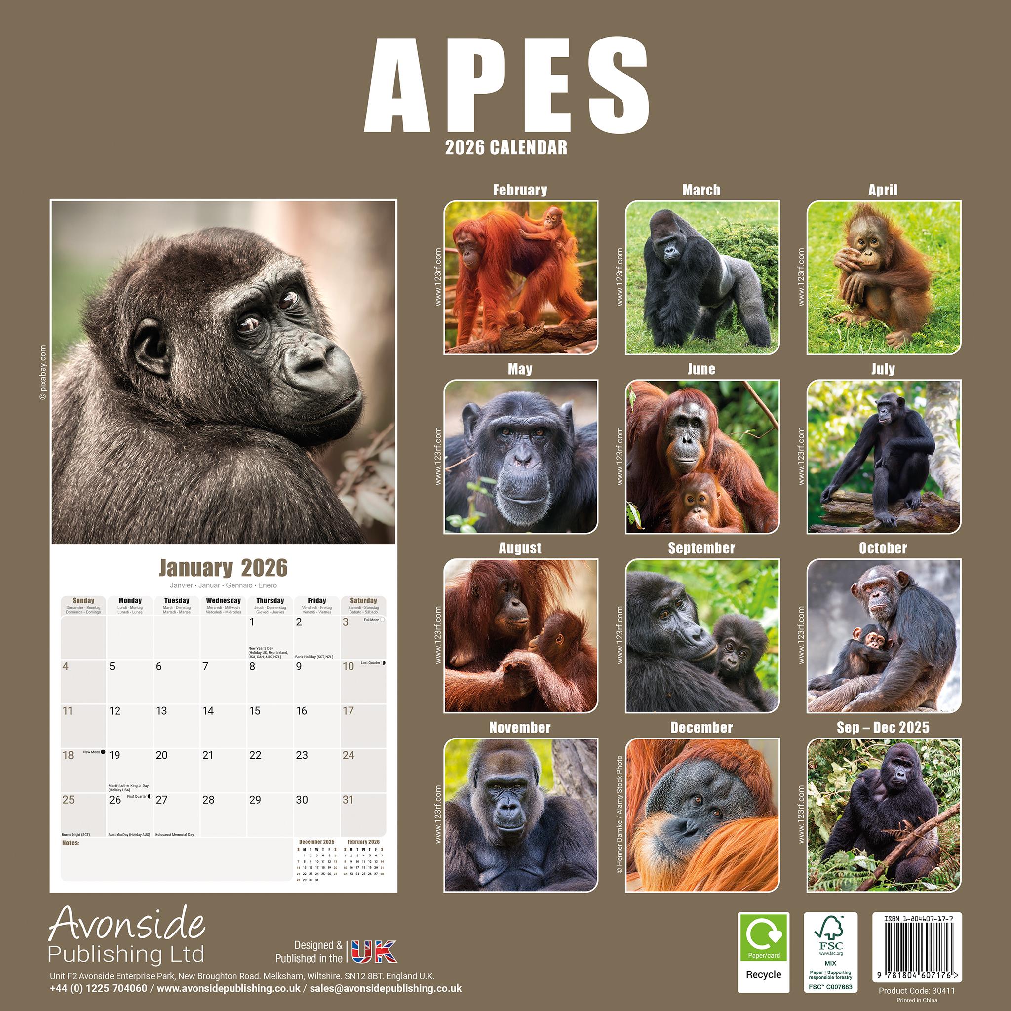 Calendrier mural Apes 2026 - Disponible uniquement en ligne