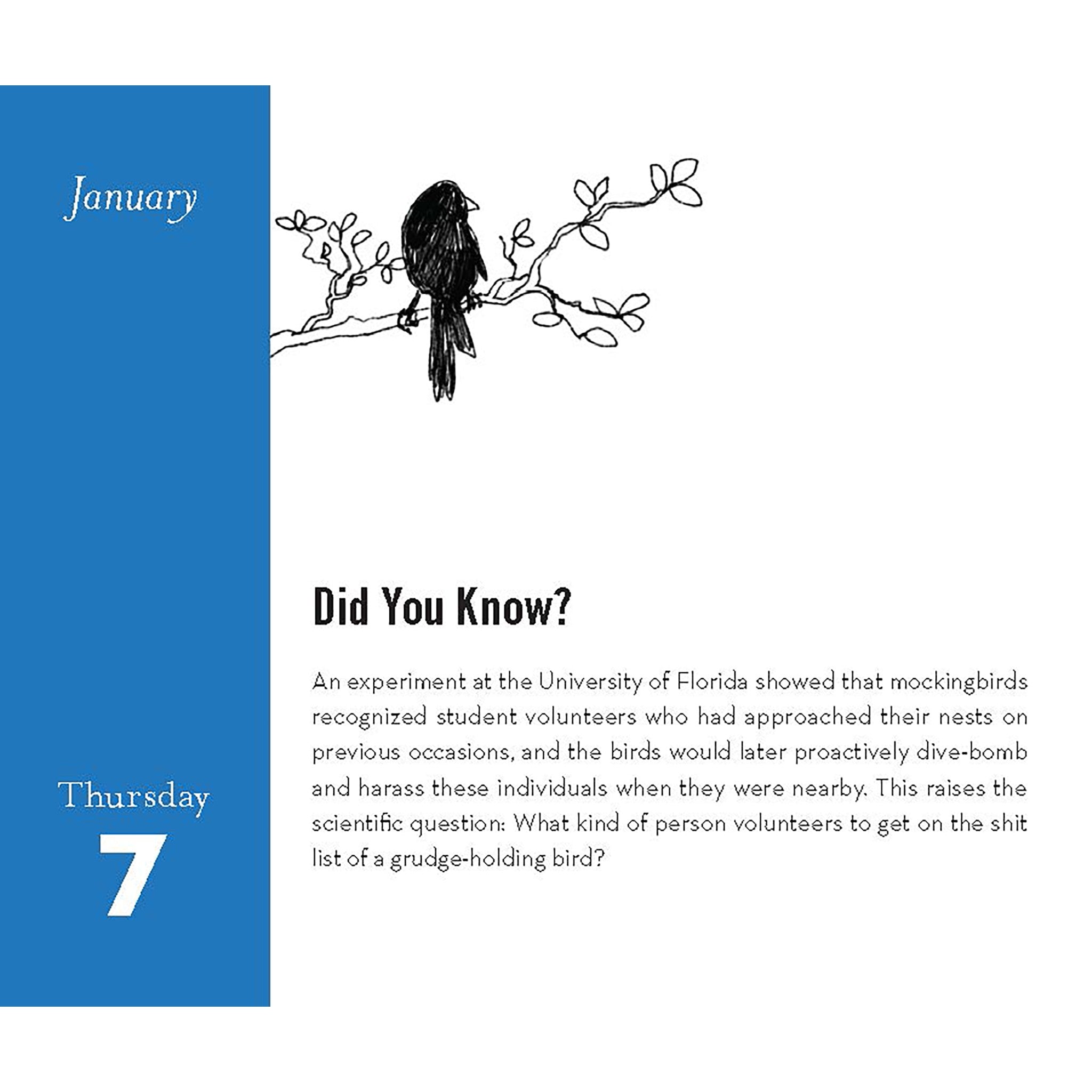 Field Guide to Dumb Birds 2027 Box Calendar