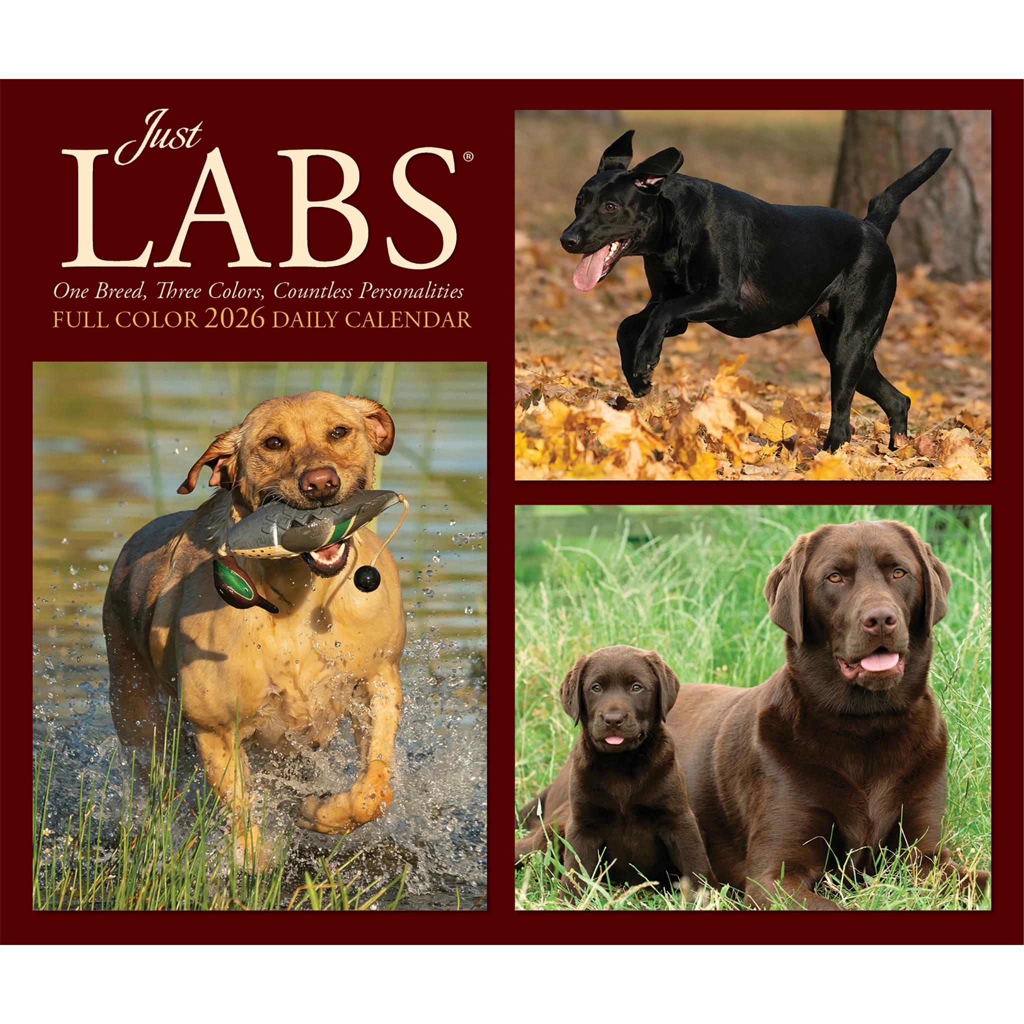 Calendrier Just Labs 2026 Box - Disponible uniquement en ligne