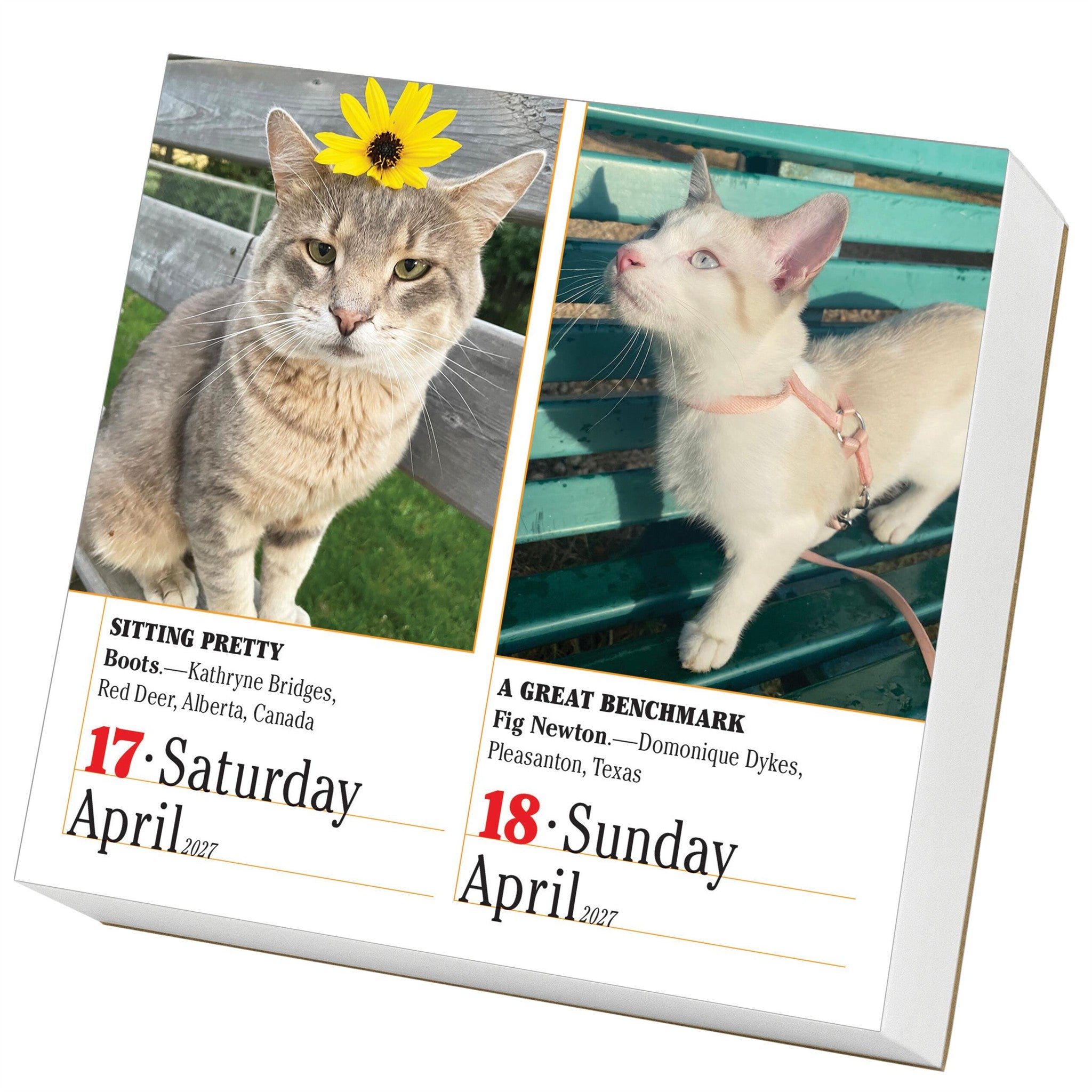 365 Cats 2027 Box Calendar