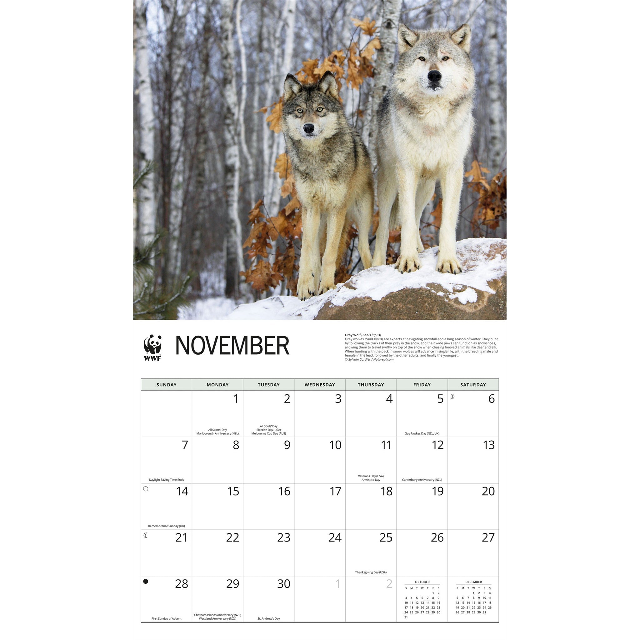 Calendrier mural Loups 2027 du Fonds mondial pour la nature