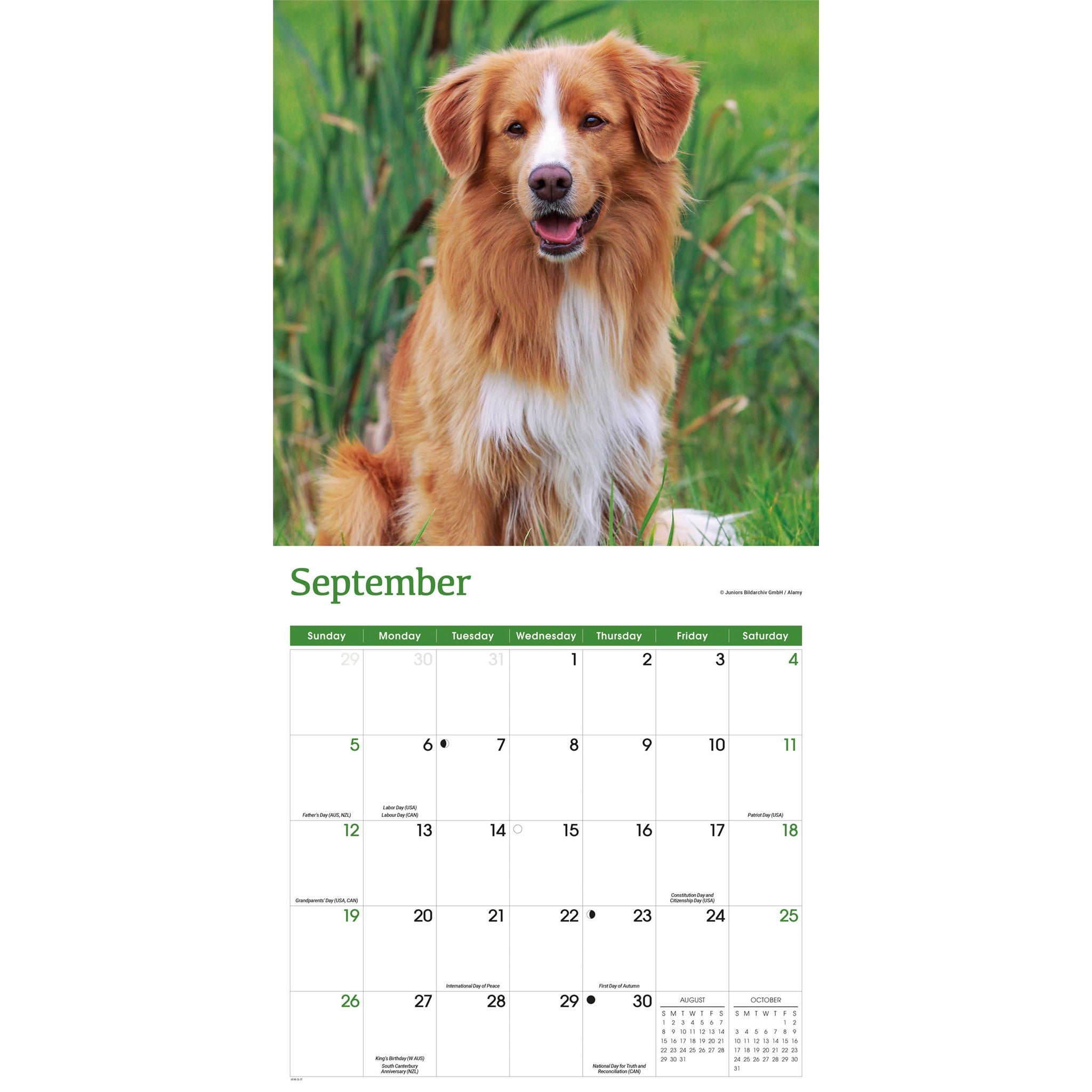 Calendrier mural 2027 Nova Scotia Duck Tolling Retriever