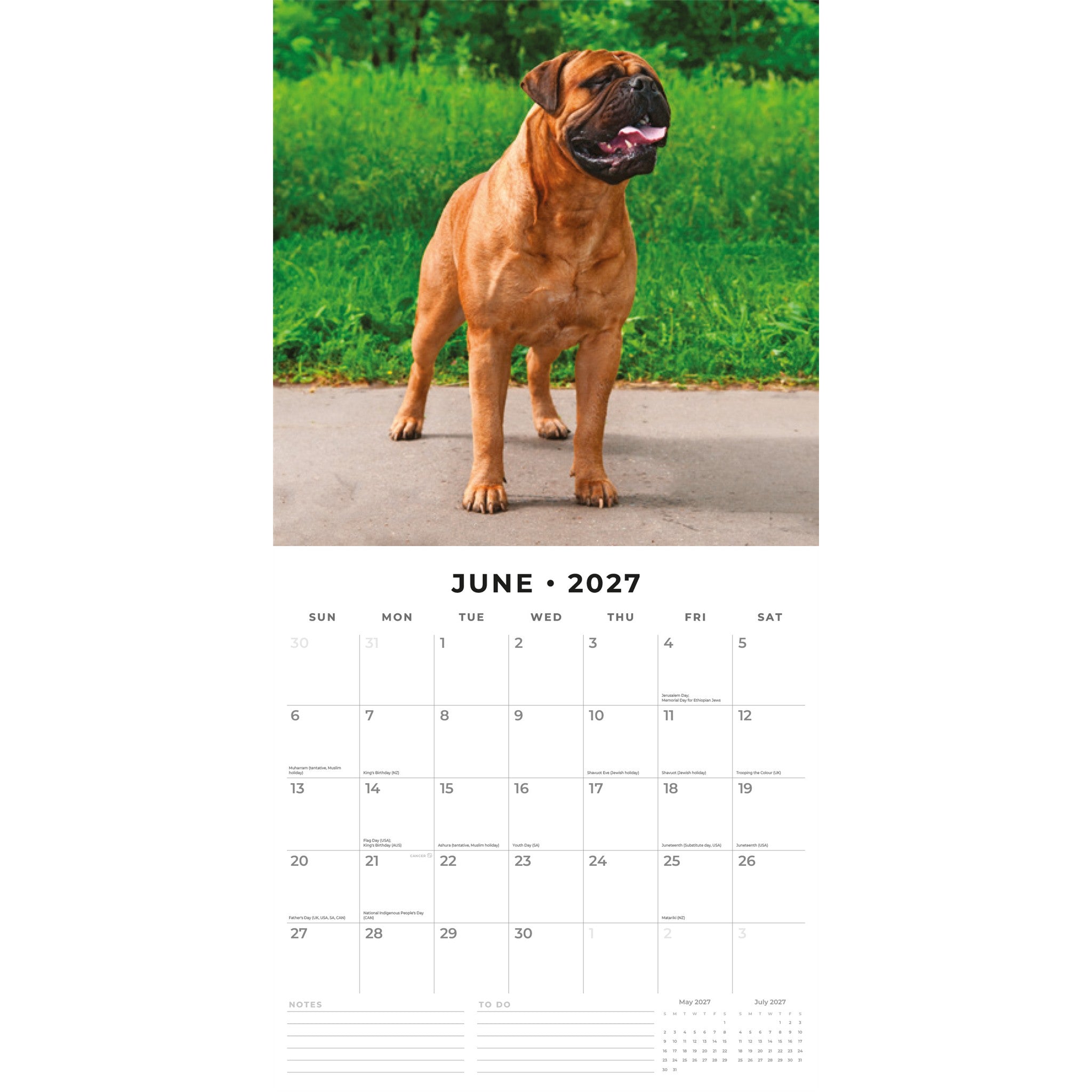 Calendrier mural Mastiffs 2027