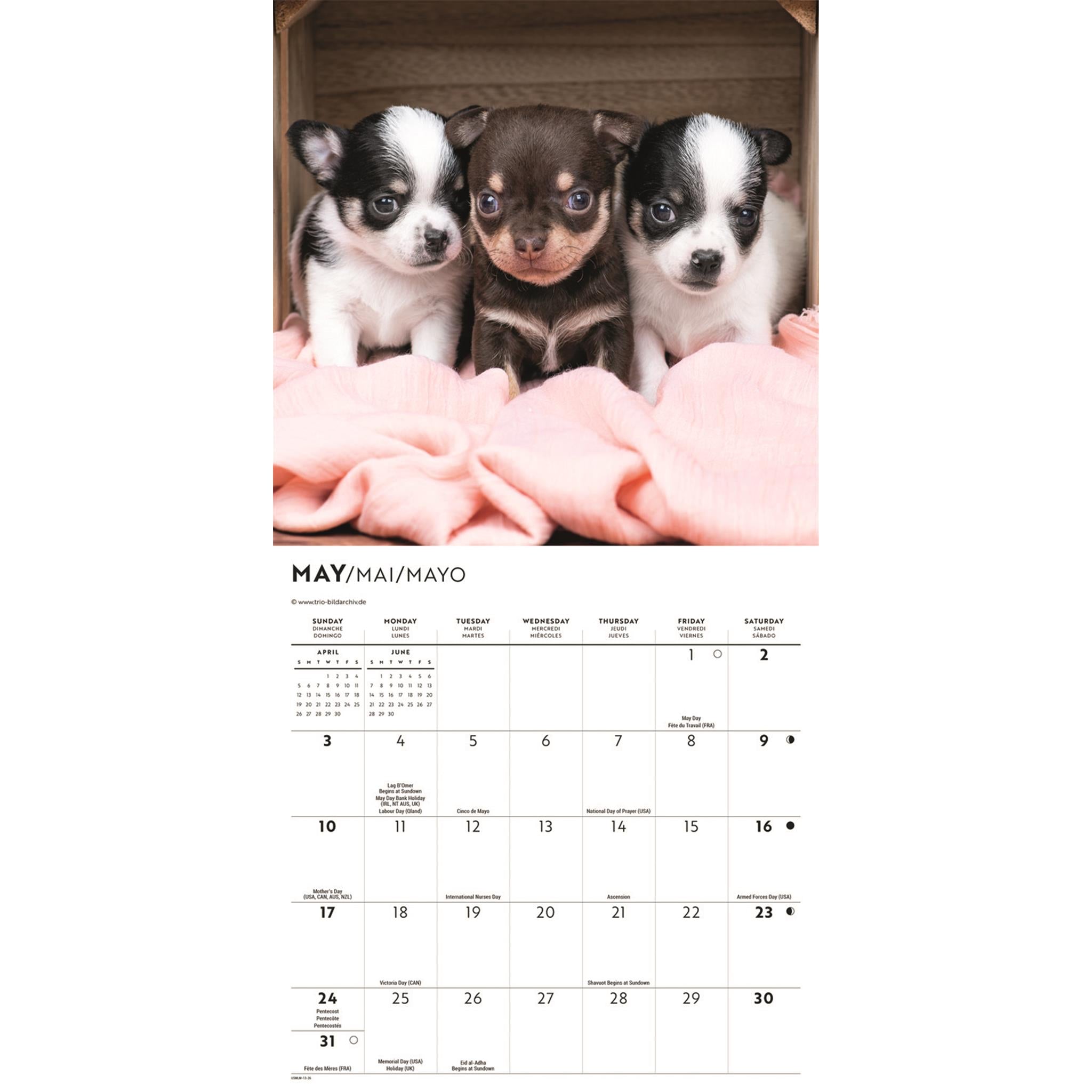 Mini calendrier des chiots Chihuahua 2026