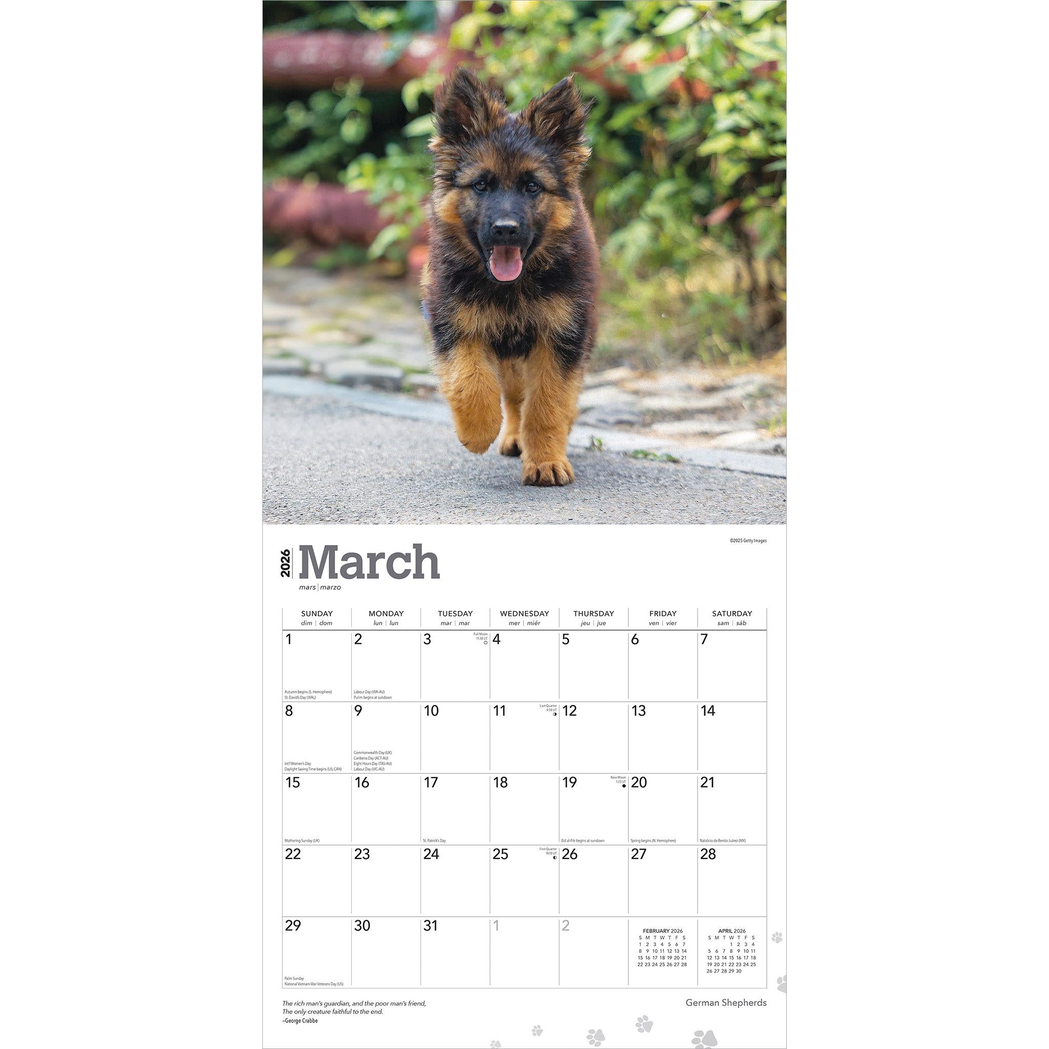 Calendrier mural Bergers allemands 2026 - Disponible uniquement en ligne