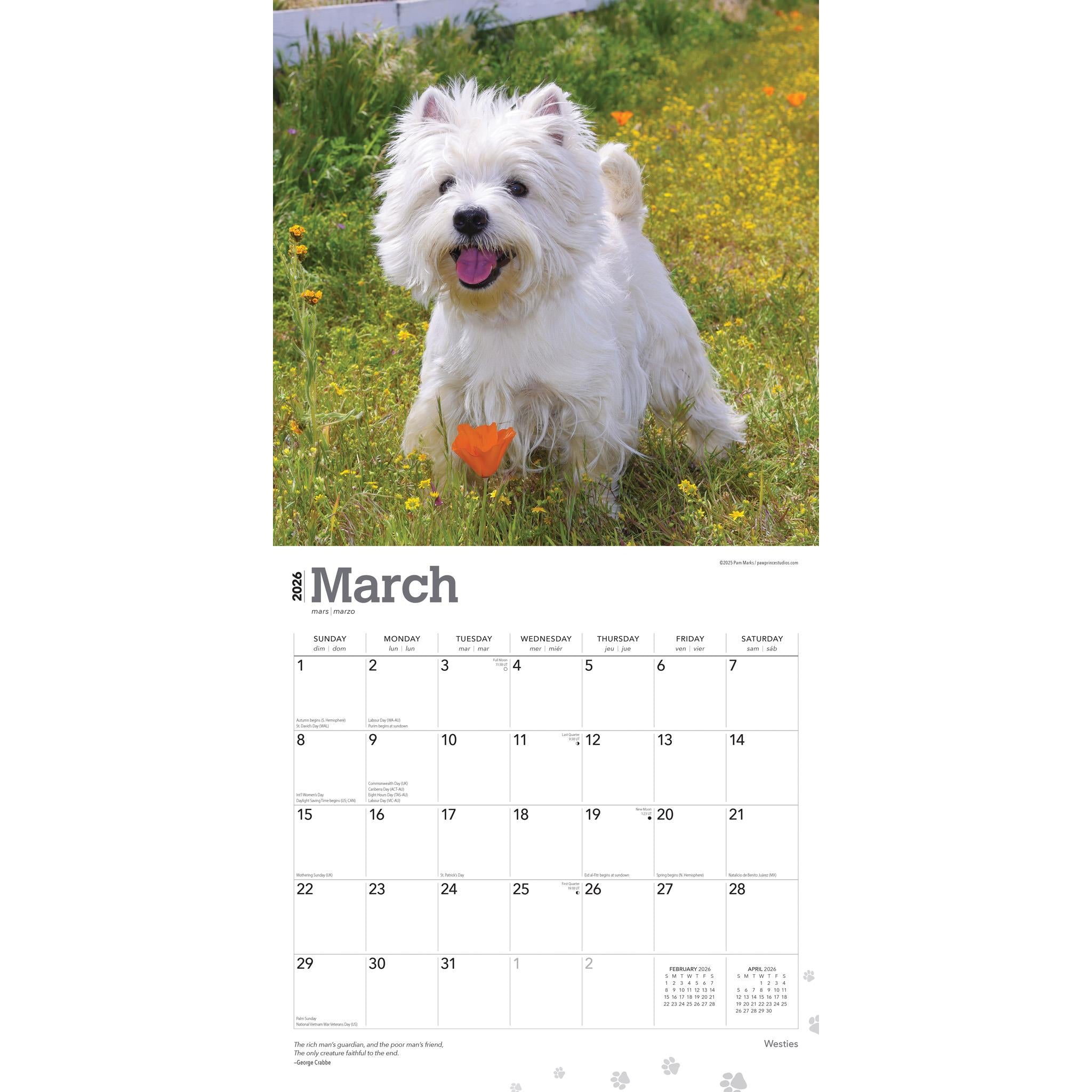 Calendrier mural West Highland White Terriers 2026