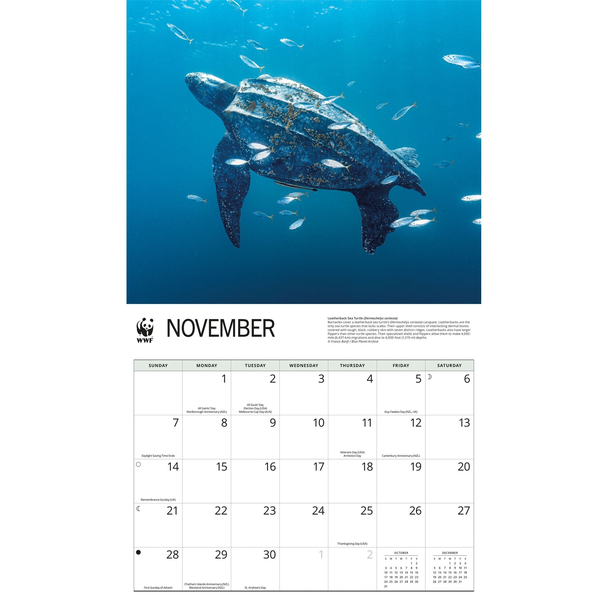 Calendrier mural Tortues marines du WWF 2027