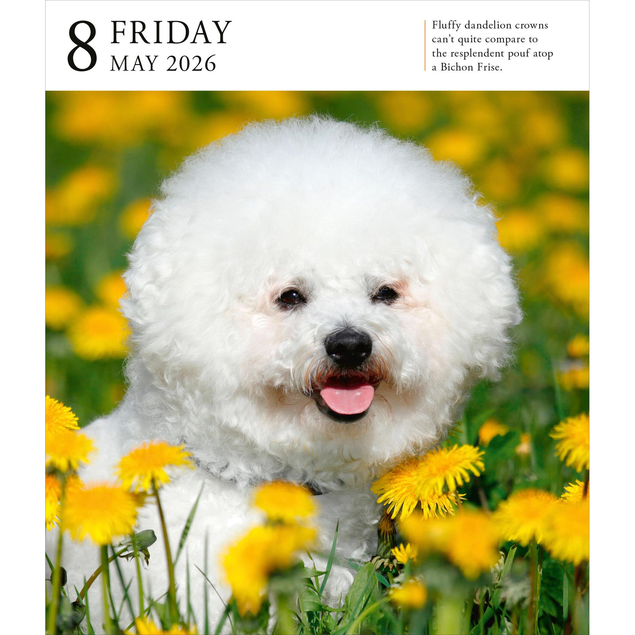 Calendrier Dog Gallery 2026