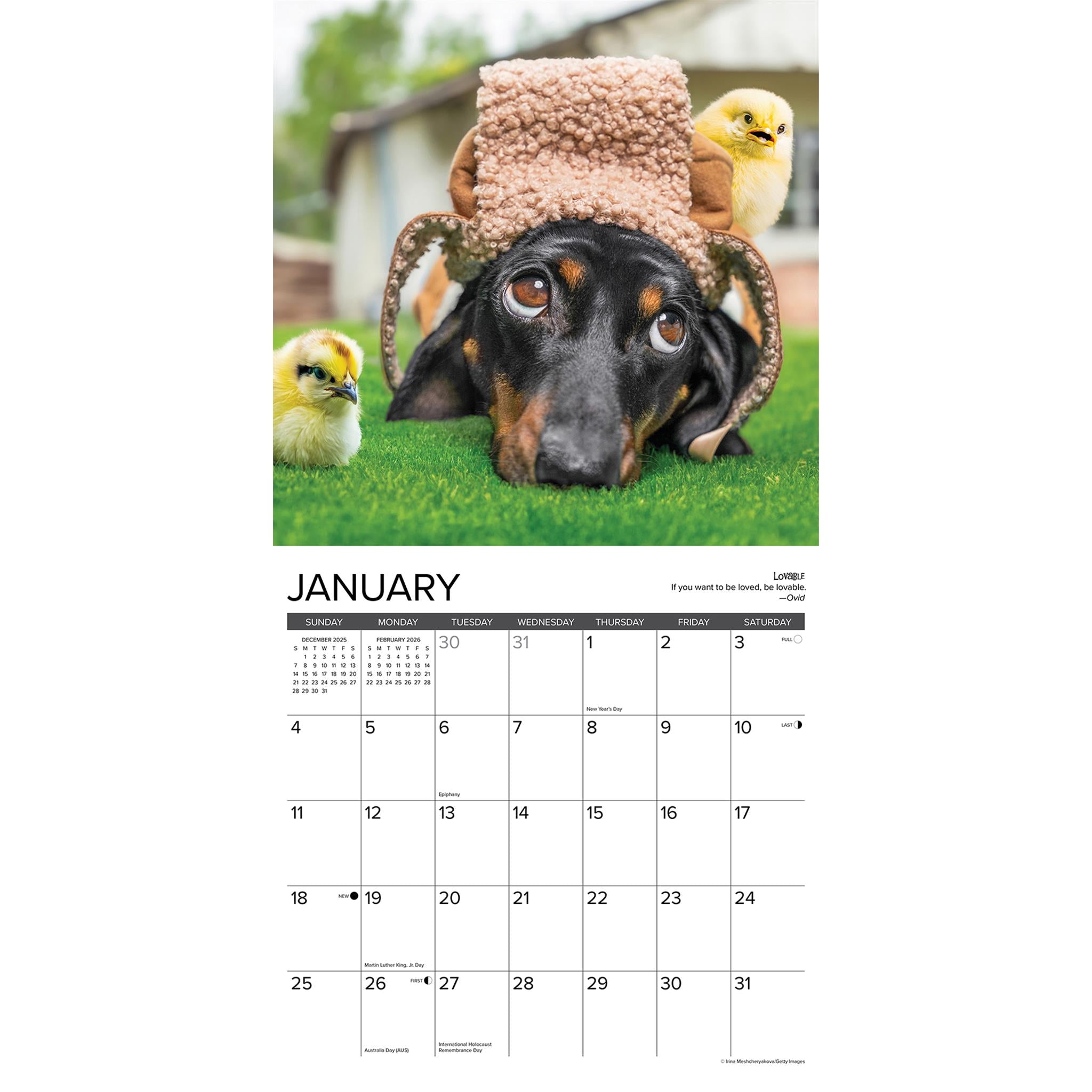 Dachshund Rules 2026 Wall Calendar