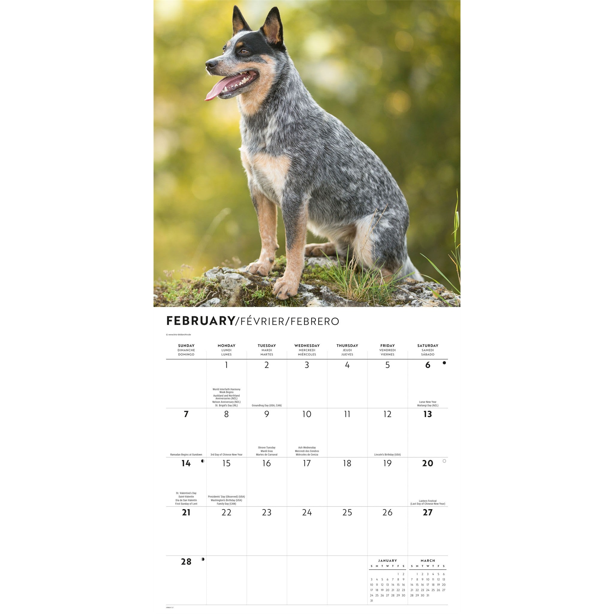 Calendrier mural 2027 Chien de bouvier australien
