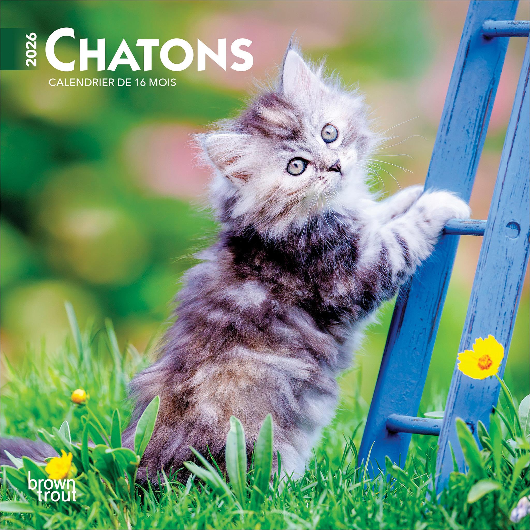 Mini Calendrier Chatons 2026 (Français)
