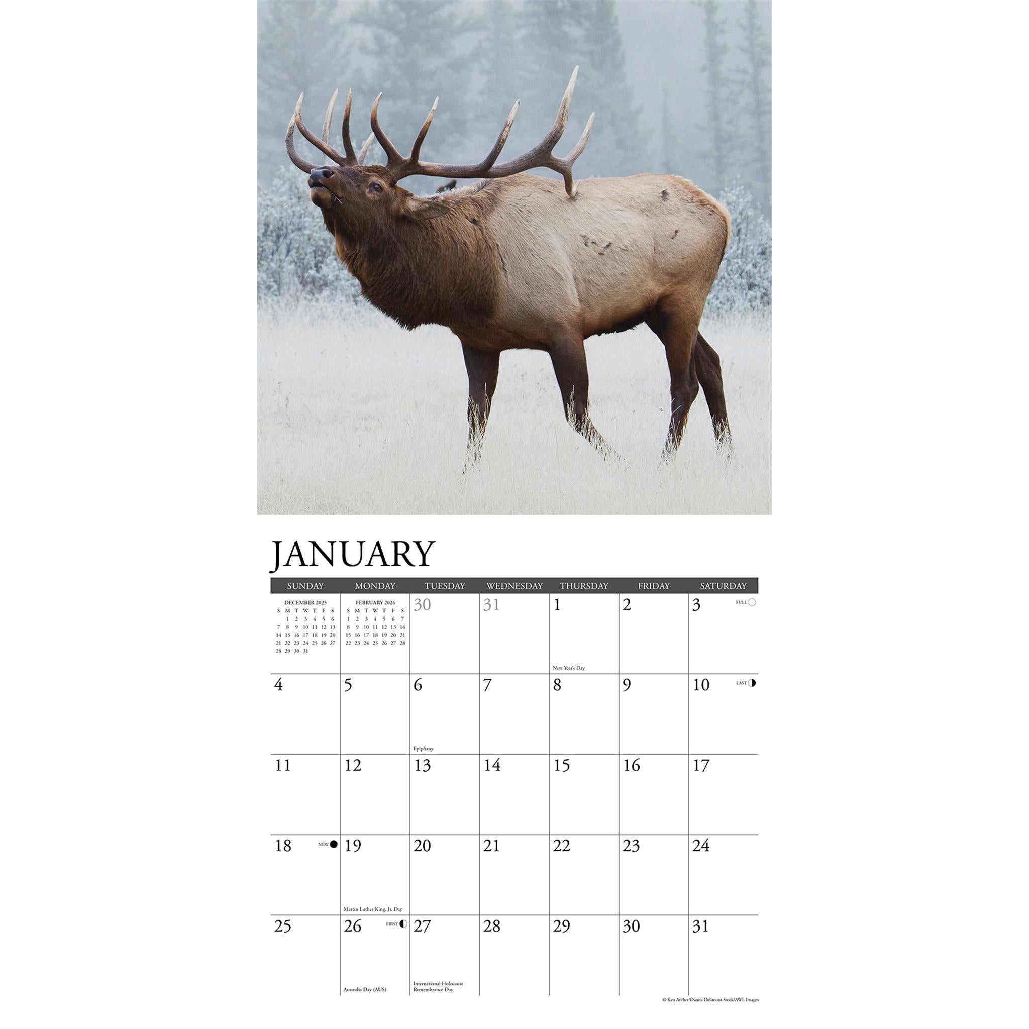 Bull Elk 2026 Wall Calendar