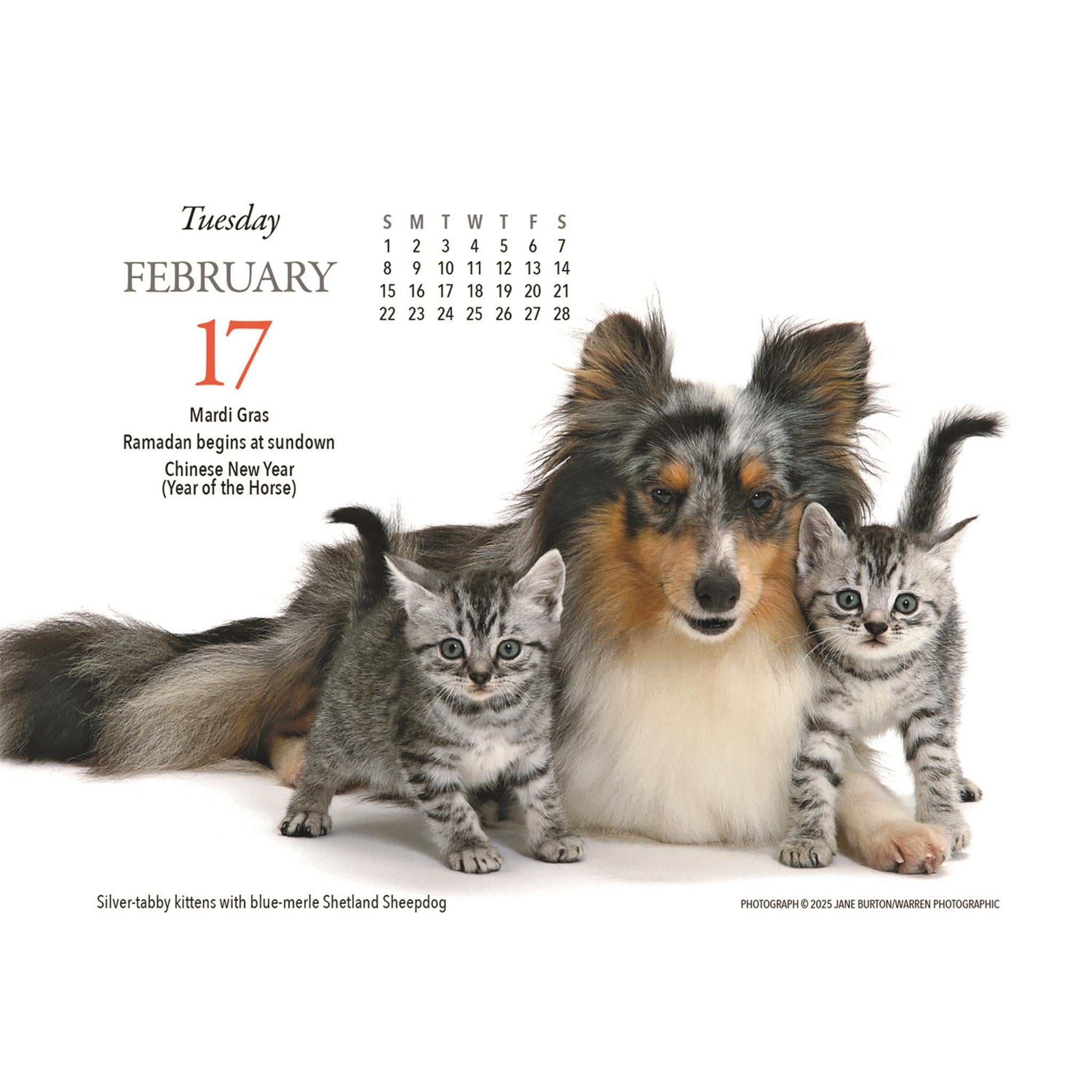 Calendrier Kittens And Friends Box 2026
