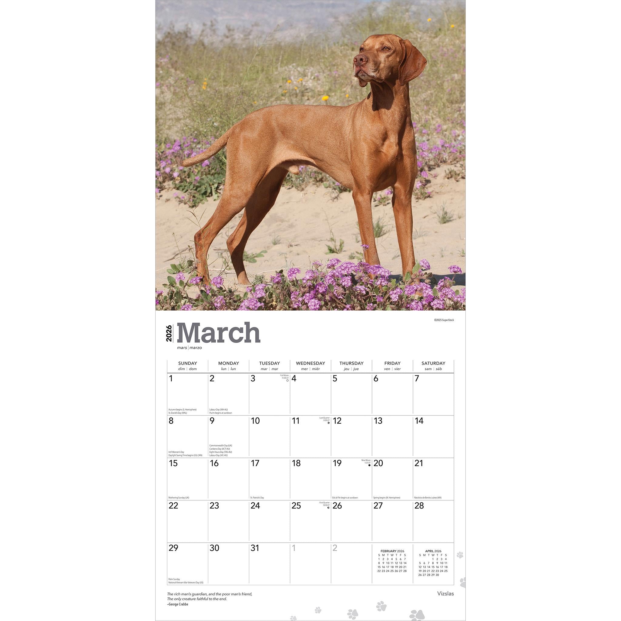 Vizslas 2026 Wall Calendar