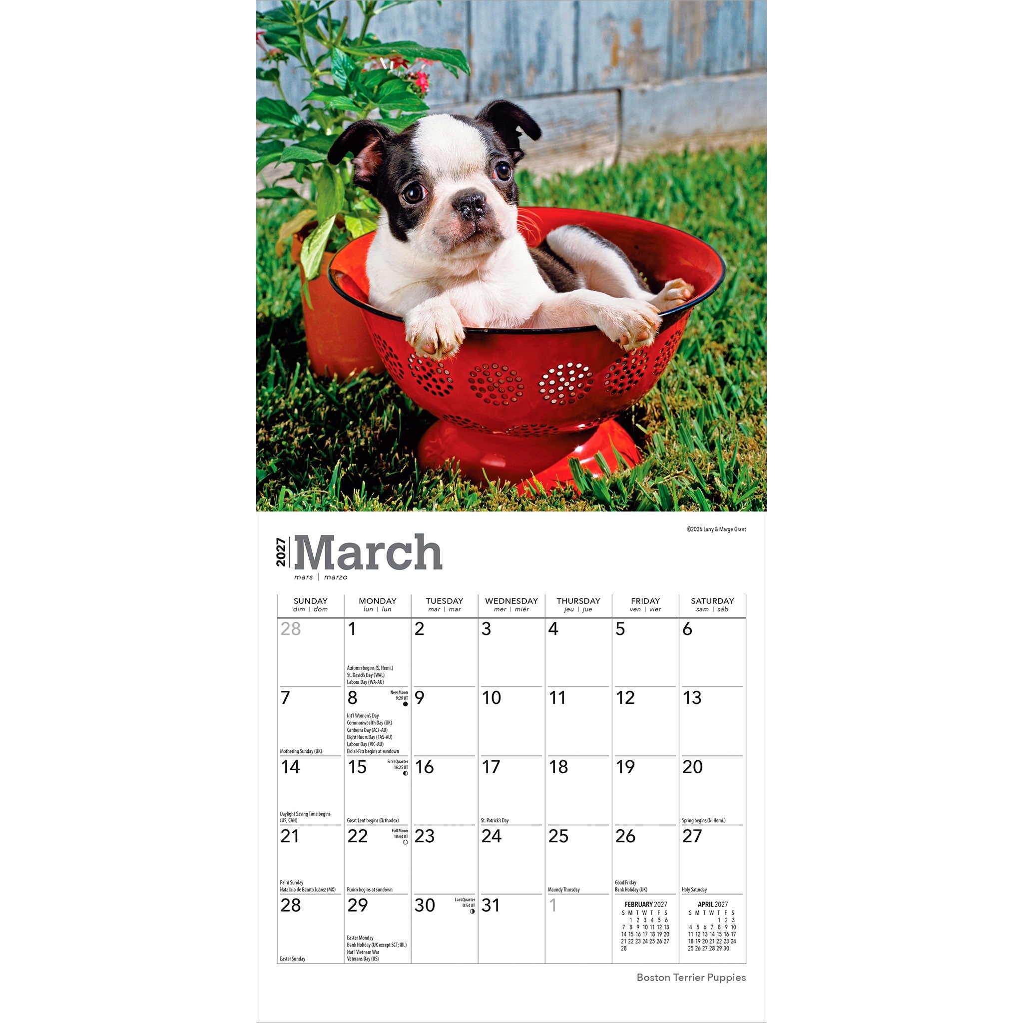 Boston Terrier Puppies 2027 Mini Calendar