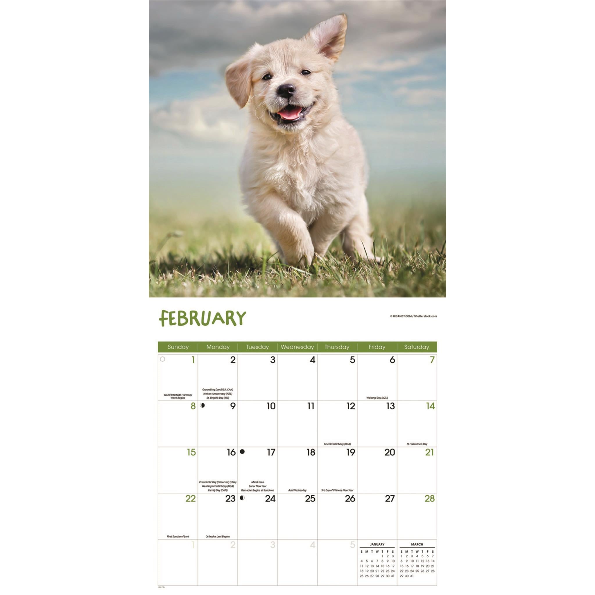 Calendrier mural Chiots joueurs 2026