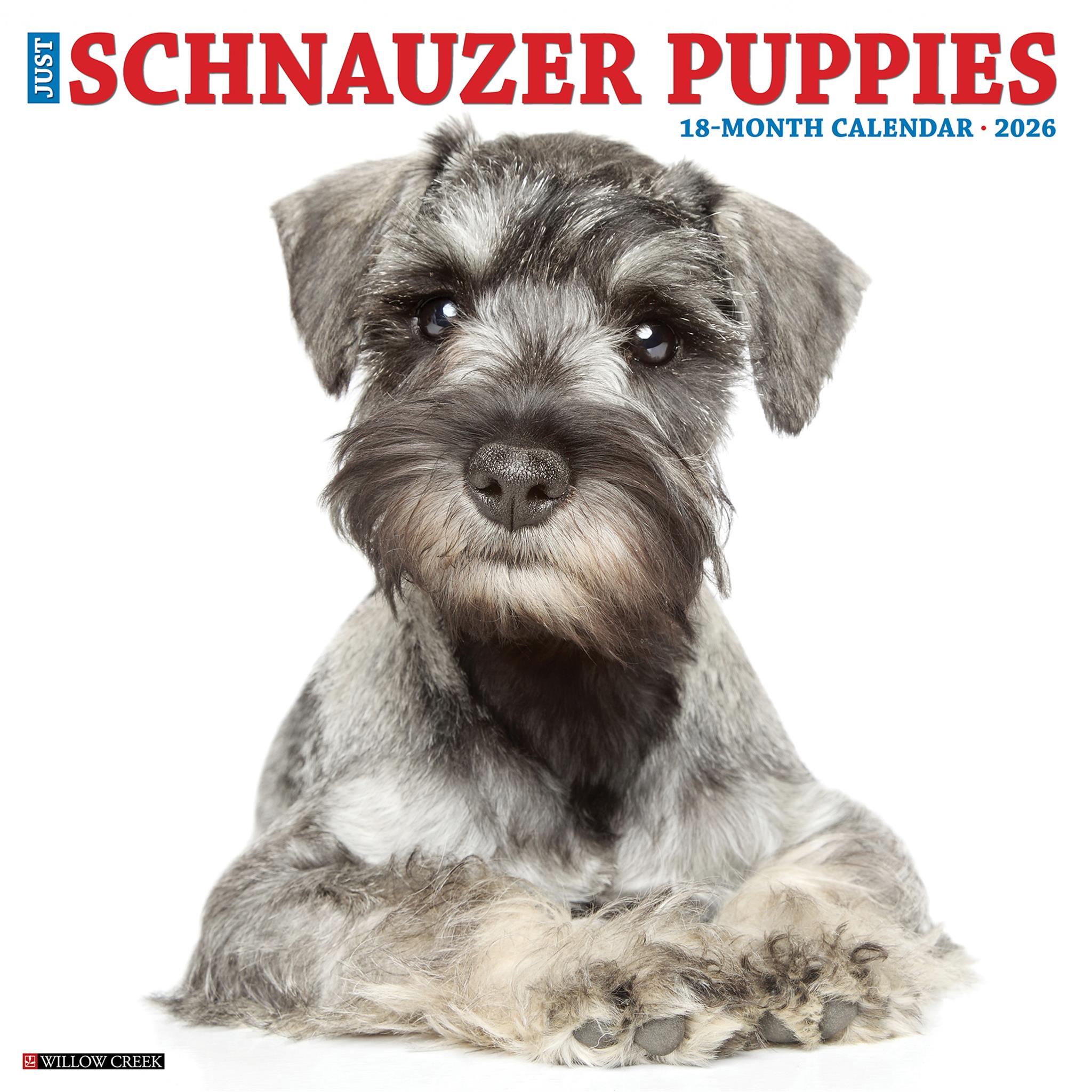 Calendrier mural 2026 « Just Schnauzer Puppies »