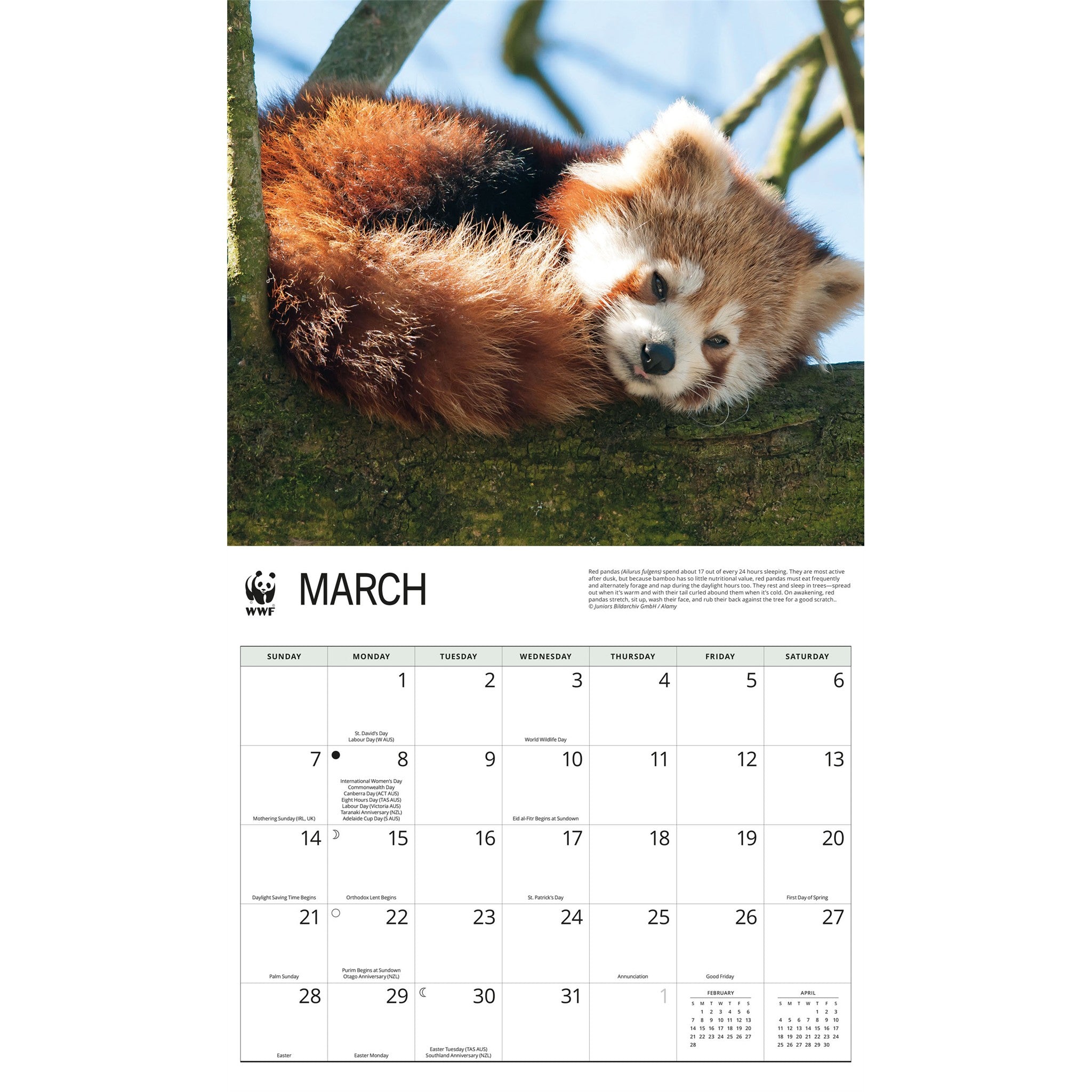 Calendrier mural 2027 Pandas roux du Fonds mondial pour la nature