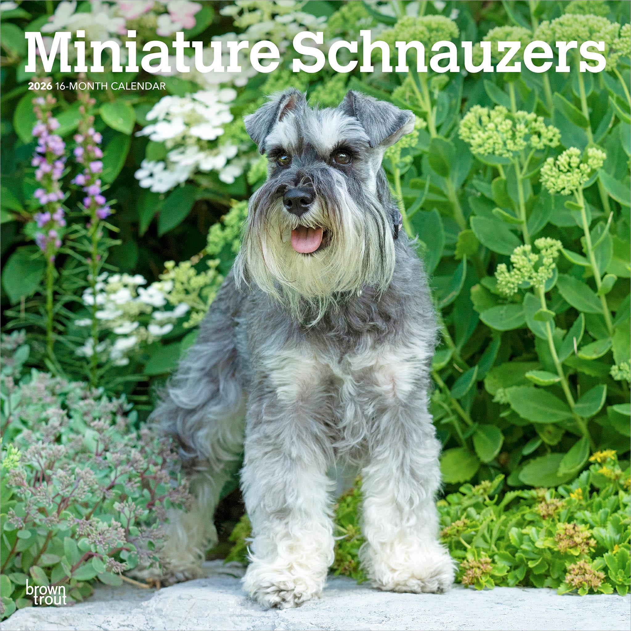 Calendrier mural Schnauzers miniatures 2026