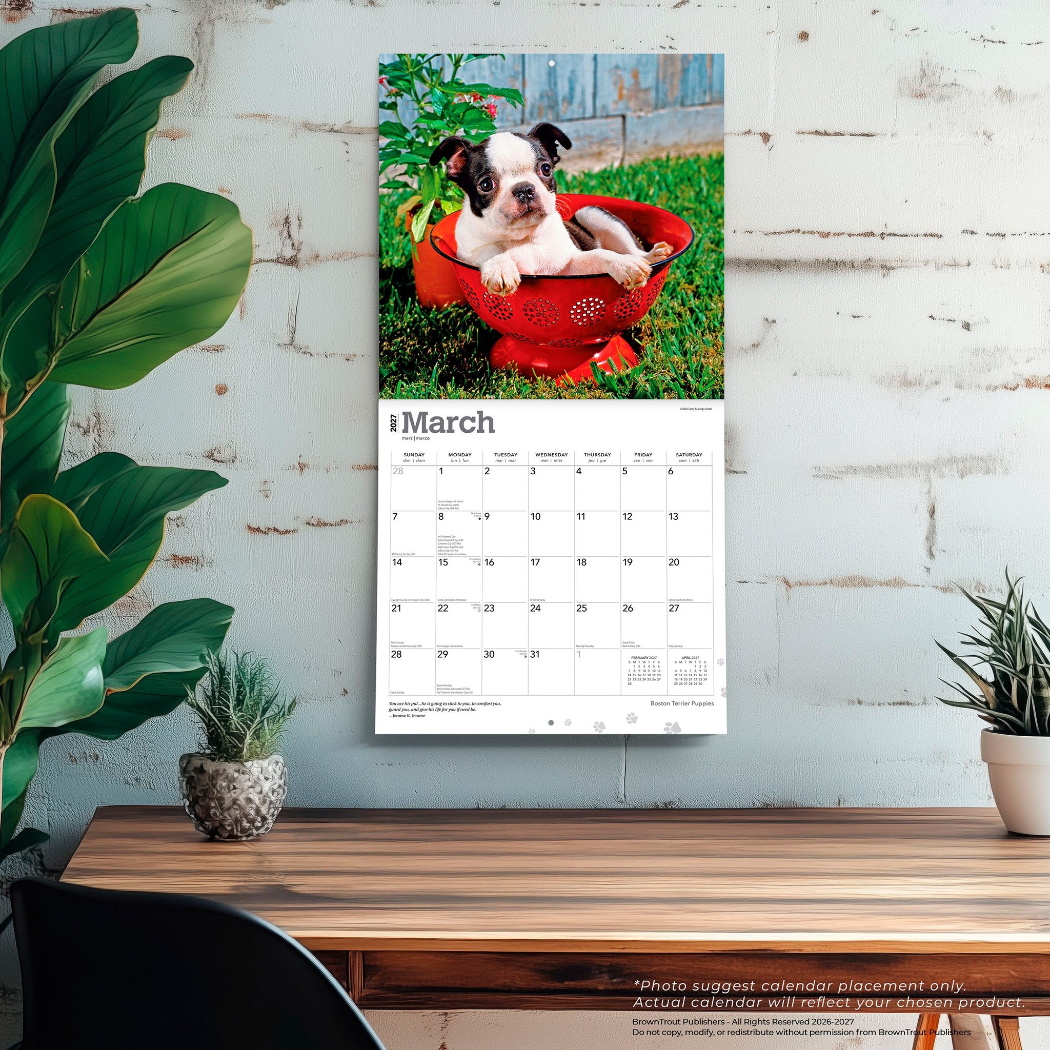 Boston Terrier Puppies 2027 Wall Calendar - Online Only