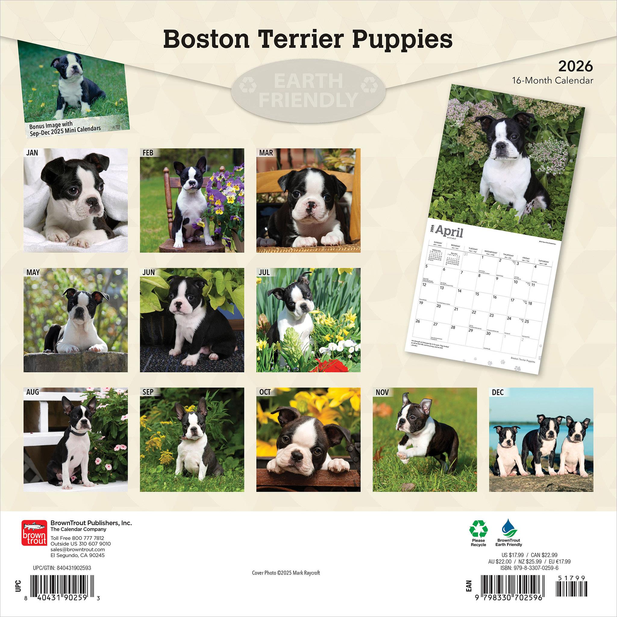 Calendrier mural 2026 des chiots Boston Terrier - Disponible uniquement en ligne