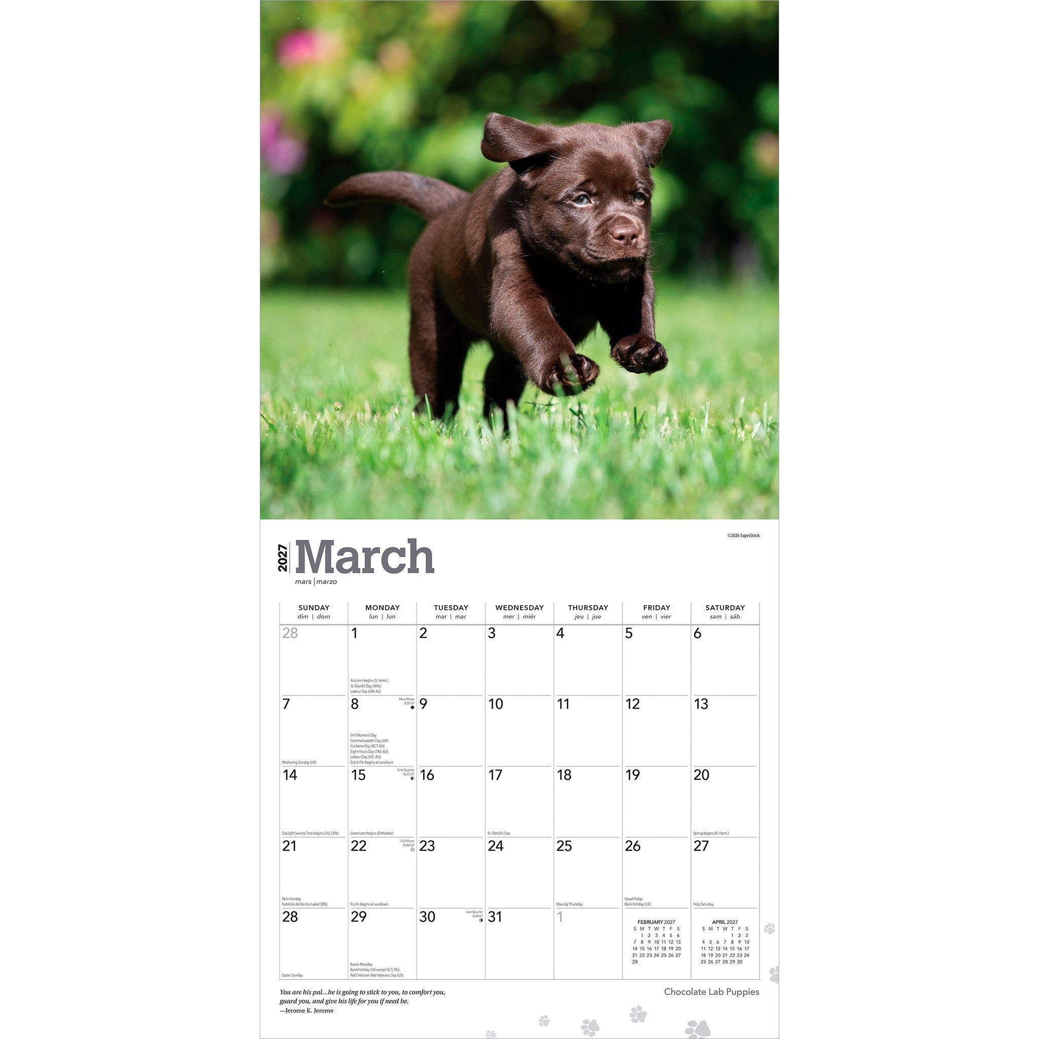 Chocolate Lab Puppies 2027 Wall Calendar