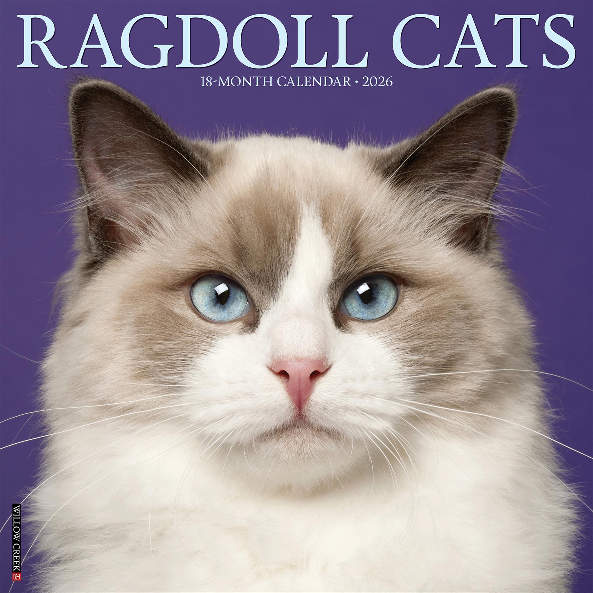 Calendrier mural des chats Ragdoll 2026