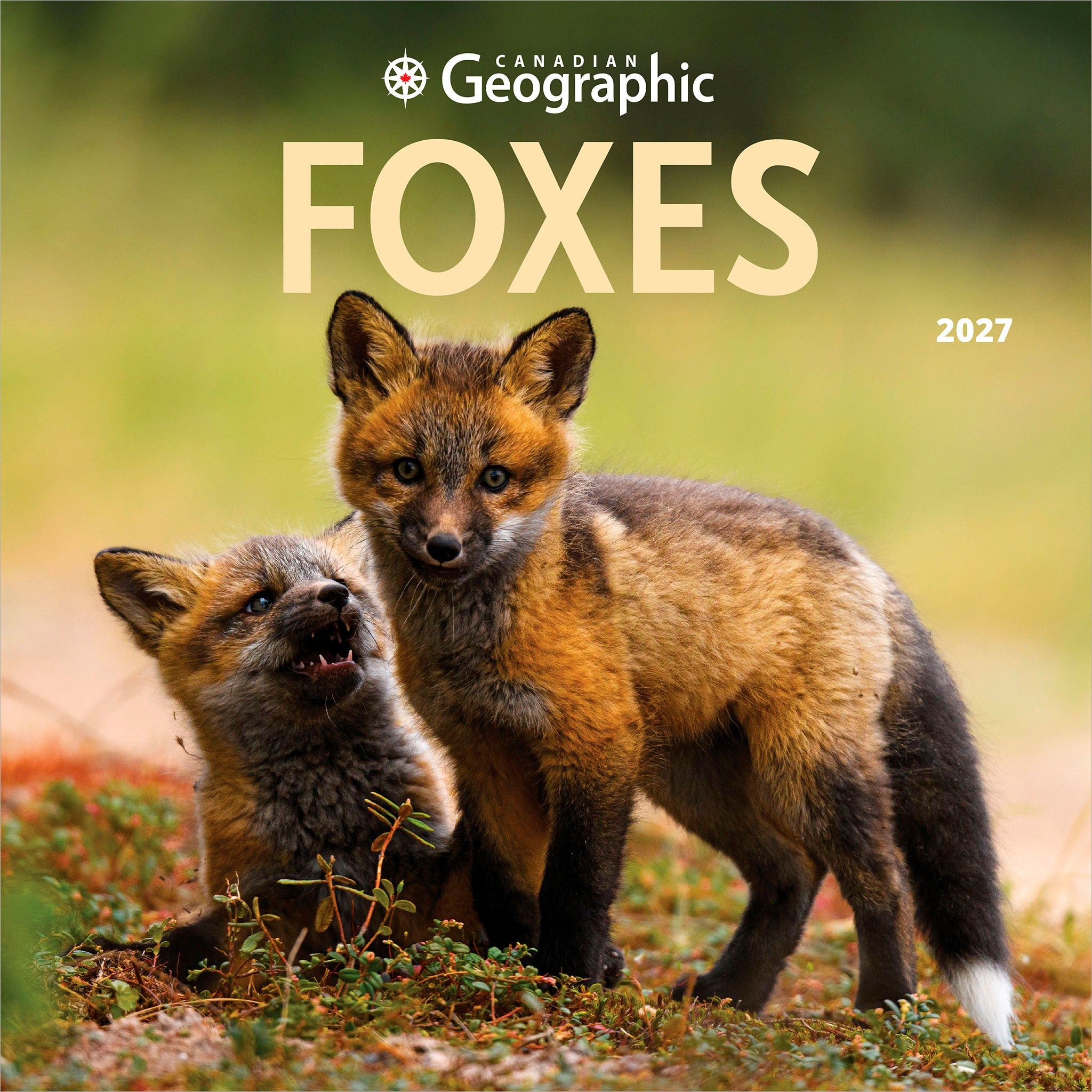 Canadian Geographic Foxes 2027 Wall Calendar - Online Only