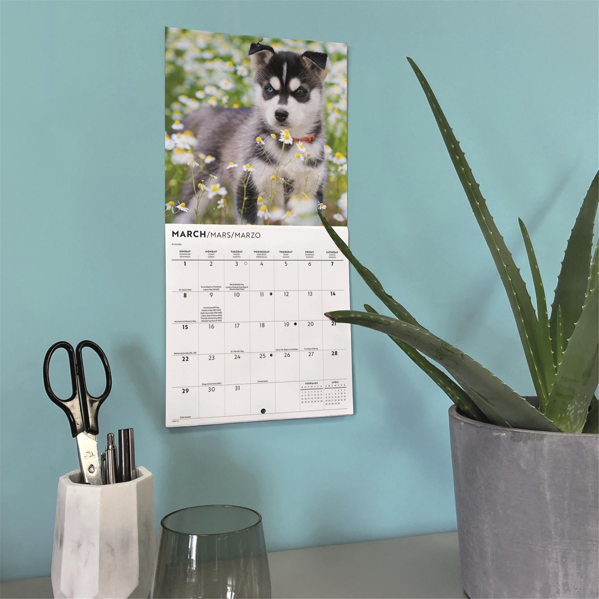 Mini calendrier 2026 des chiots Husky de Sibérie