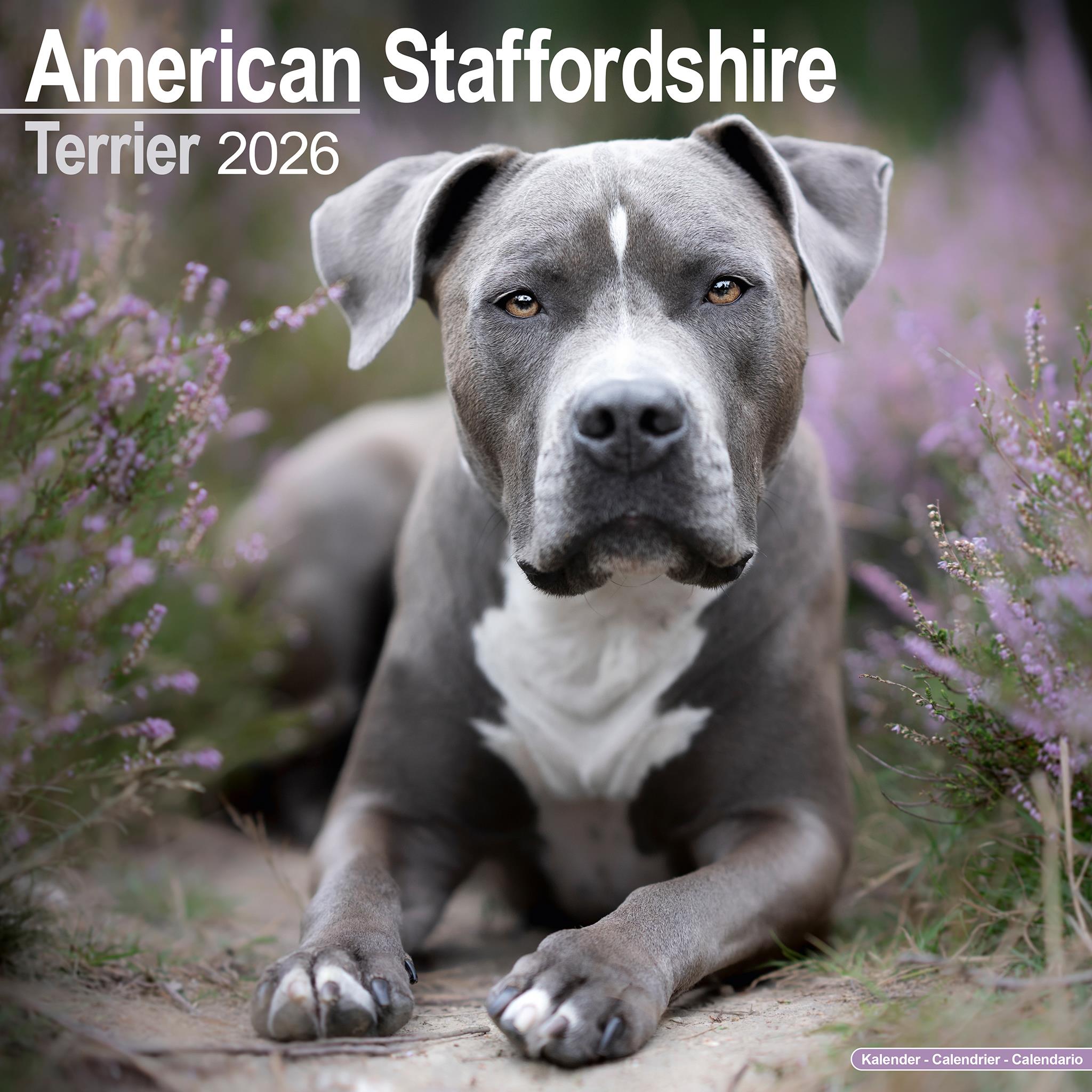 Calendrier mural 2026 American Staffordshire Terrier - Disponible uniquement en ligne