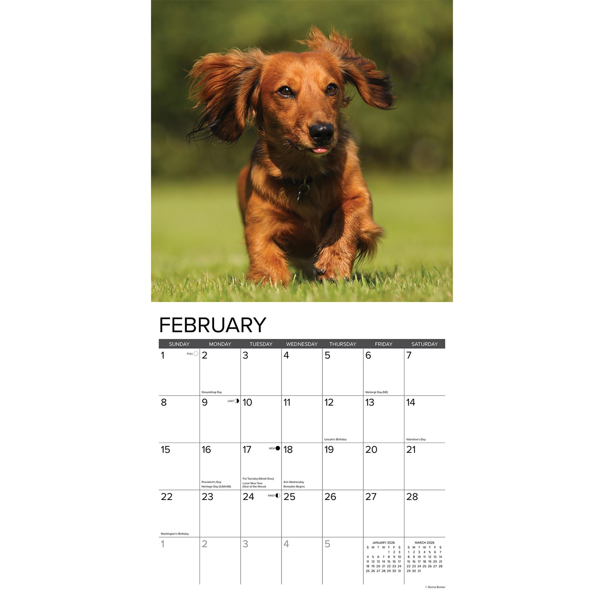 Calendrier mural 2026 Teckels à poil long - Disponible uniquement en ligne