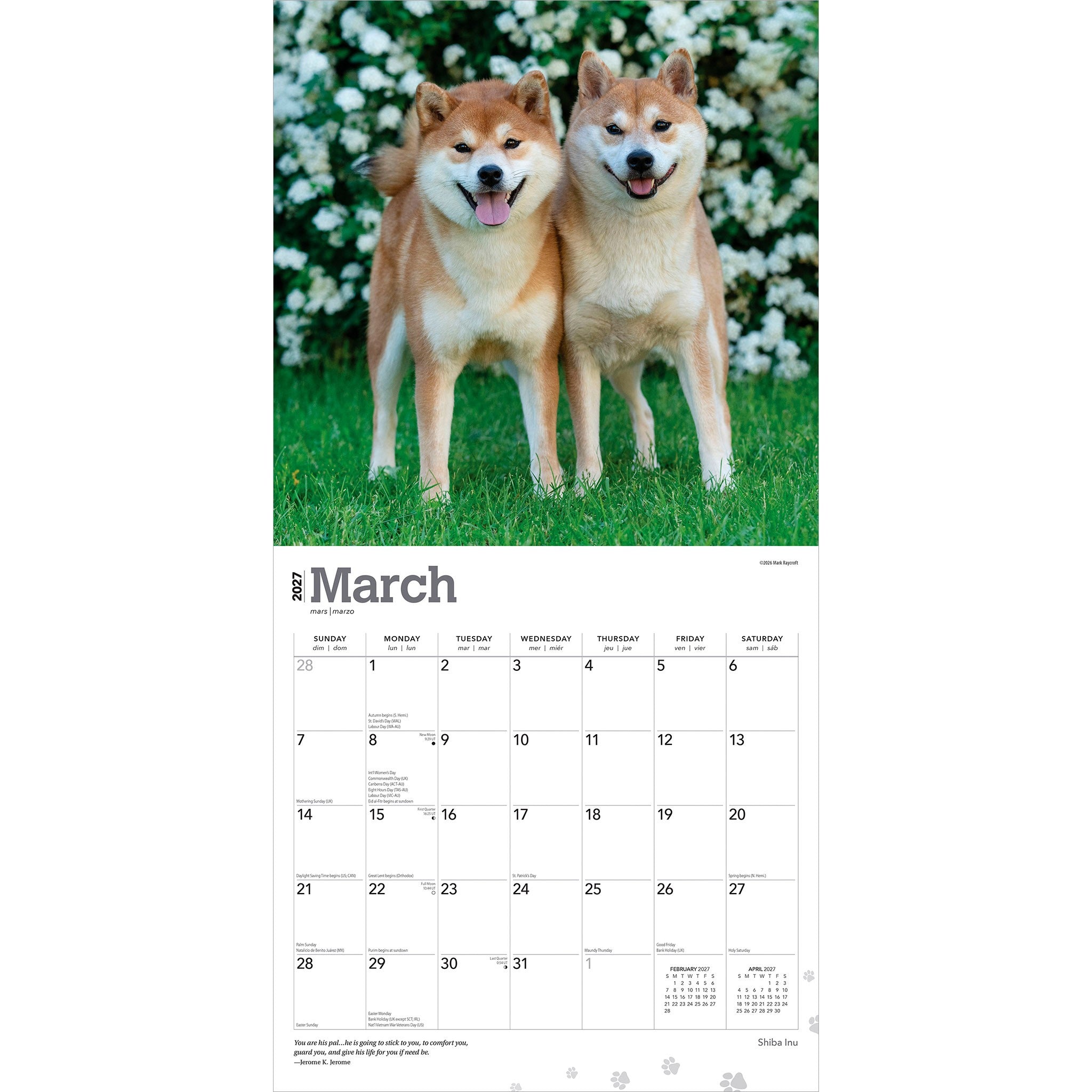 Shiba Inu 2027 Wall Calendar - Online Only