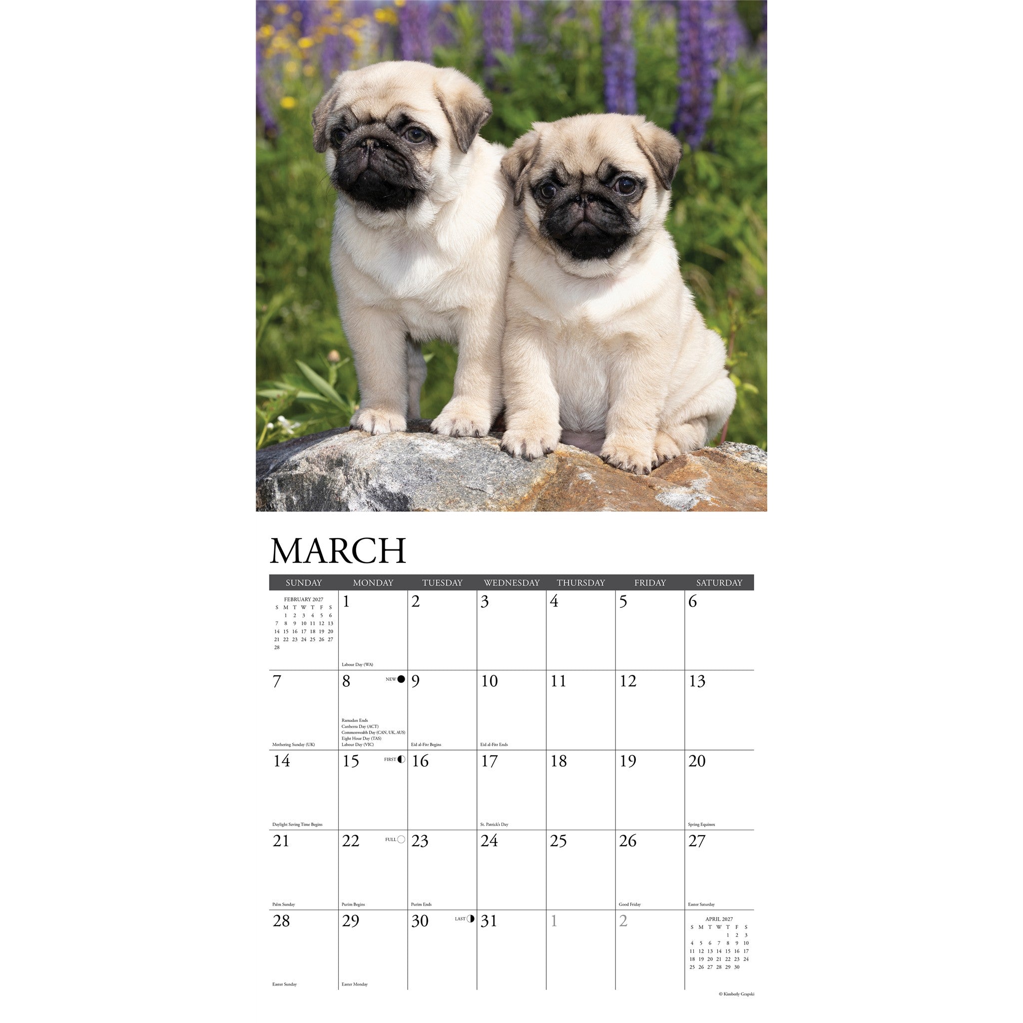 Pug Puppies 2027 Wall Calendar