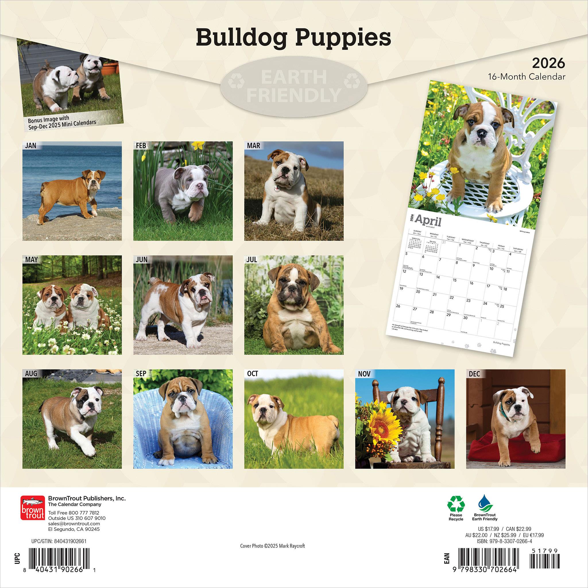 Calendrier mural 2026 Chiots Bouledogue - Disponible uniquement en ligne