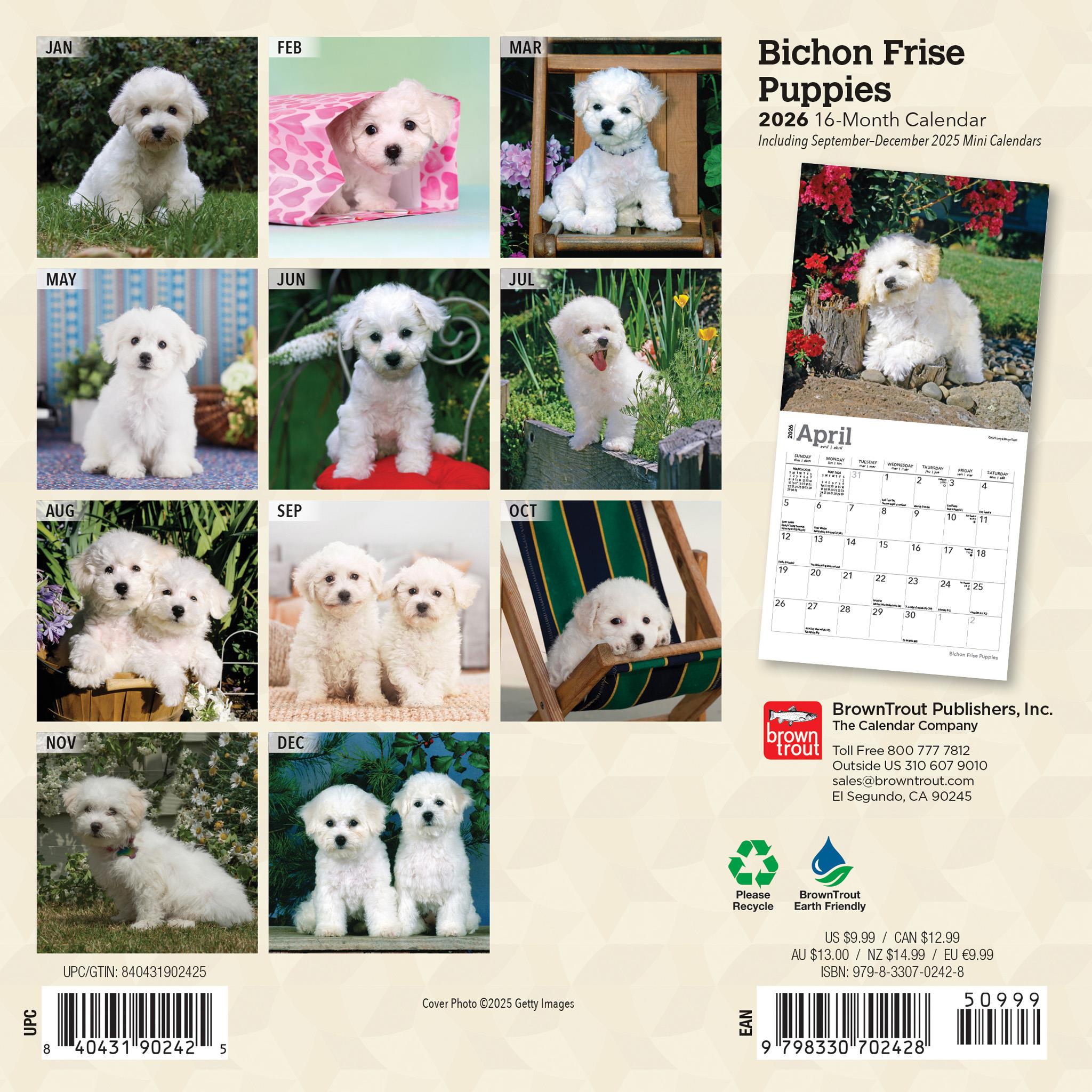 Mini calendrier 2026 pour chiots Bichon Frise