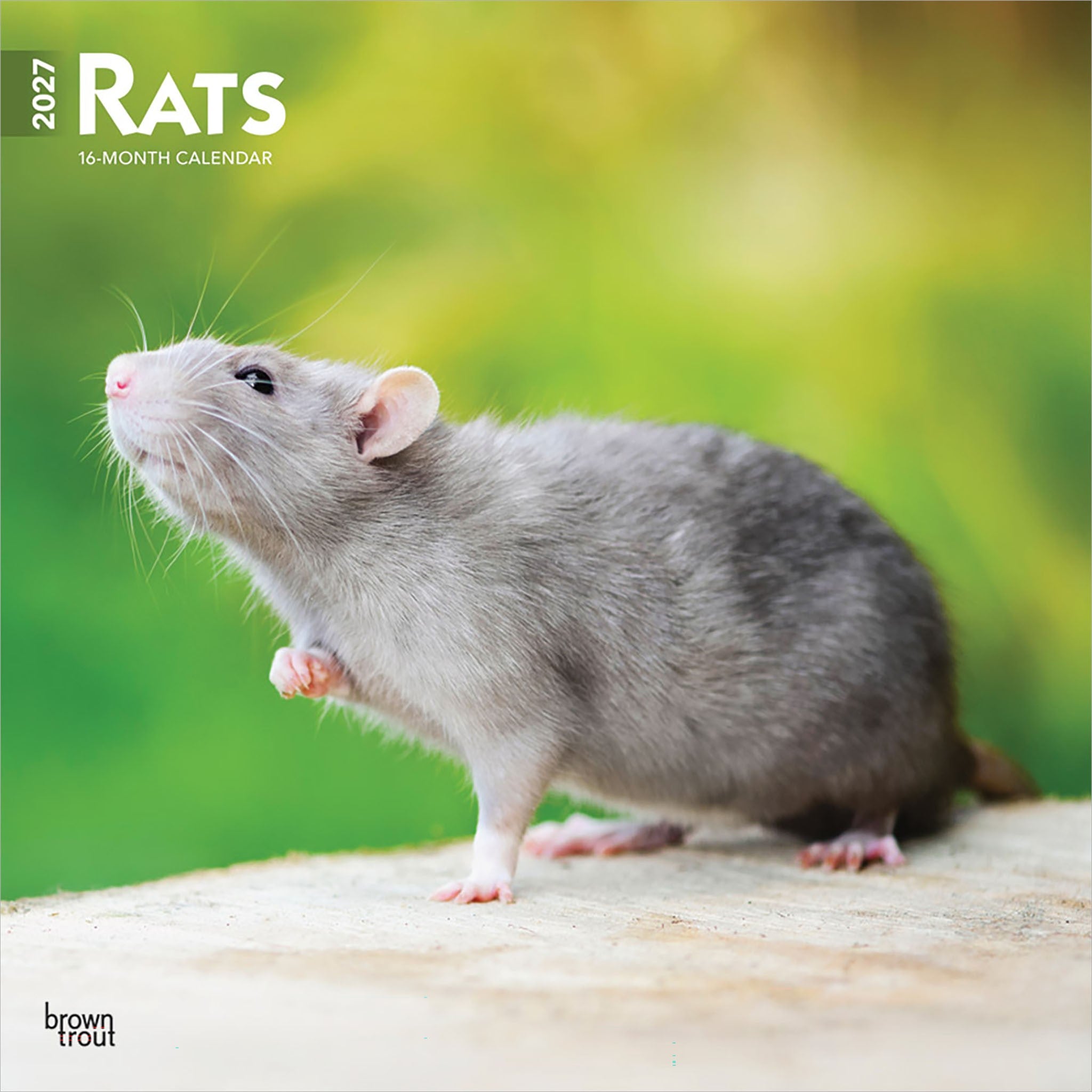 Rats 2027 Wall Calendar