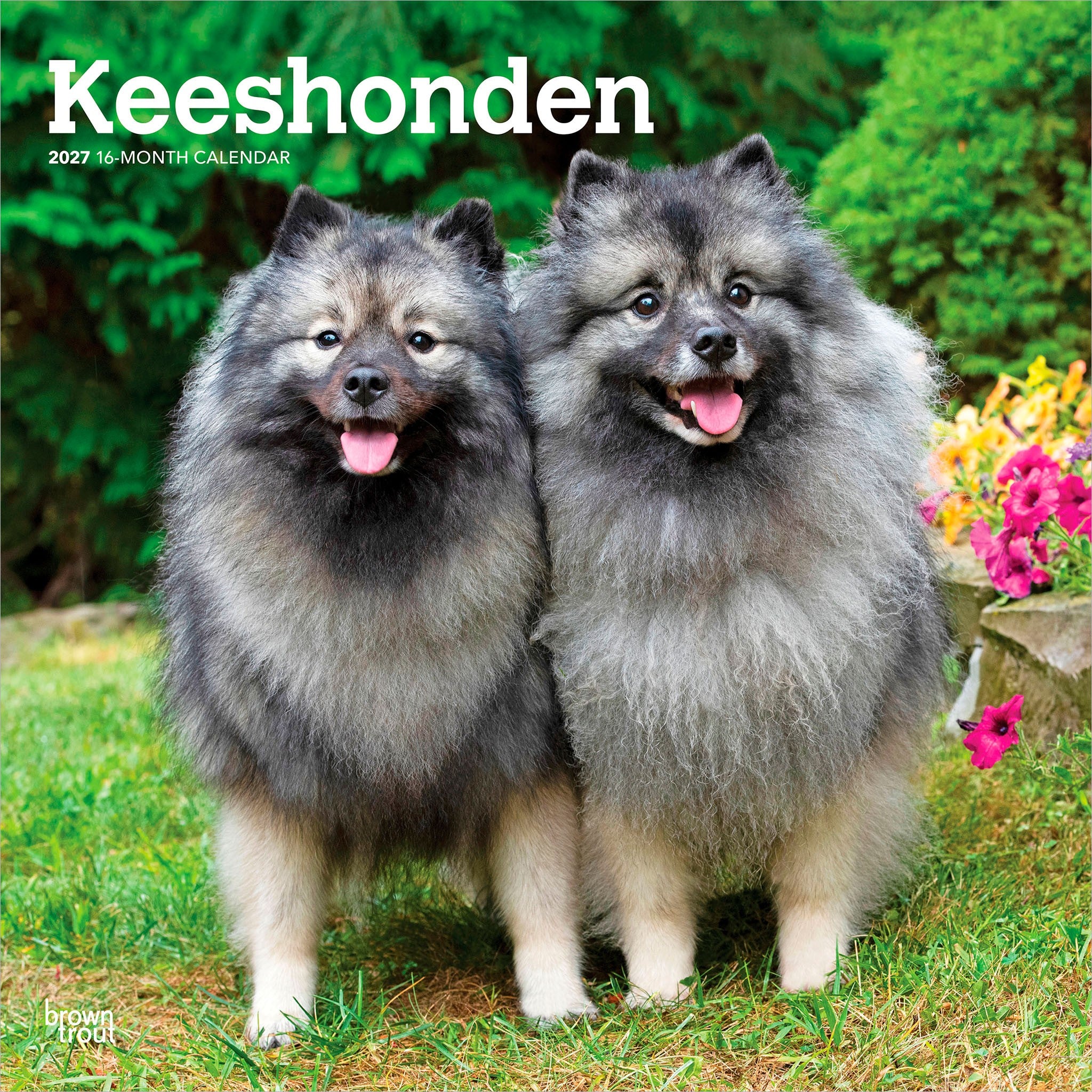 Keeshonden 2027 Wall Calendar
