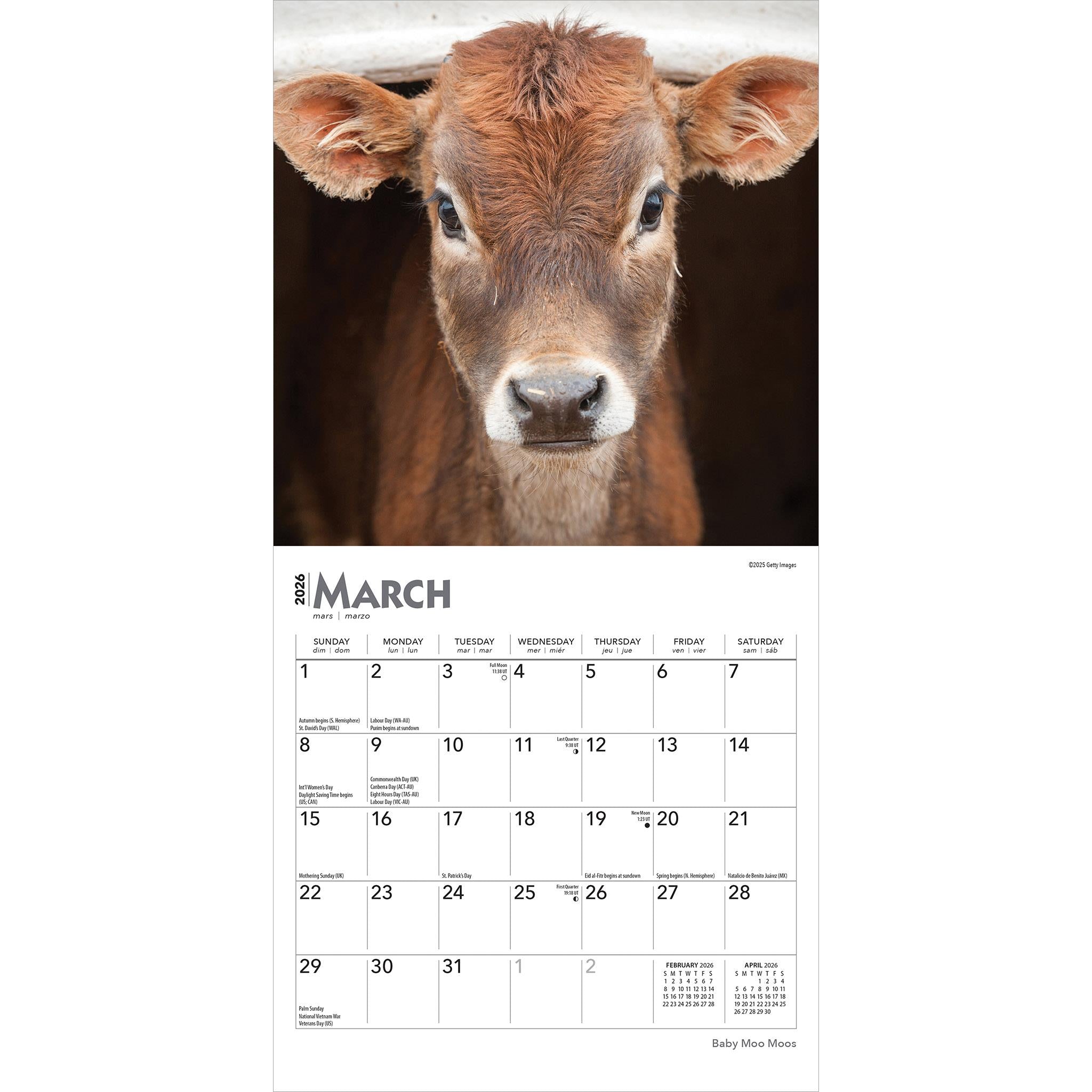 Mini calendrier Baby Moo Moos 2026 - Disponible uniquement en ligne